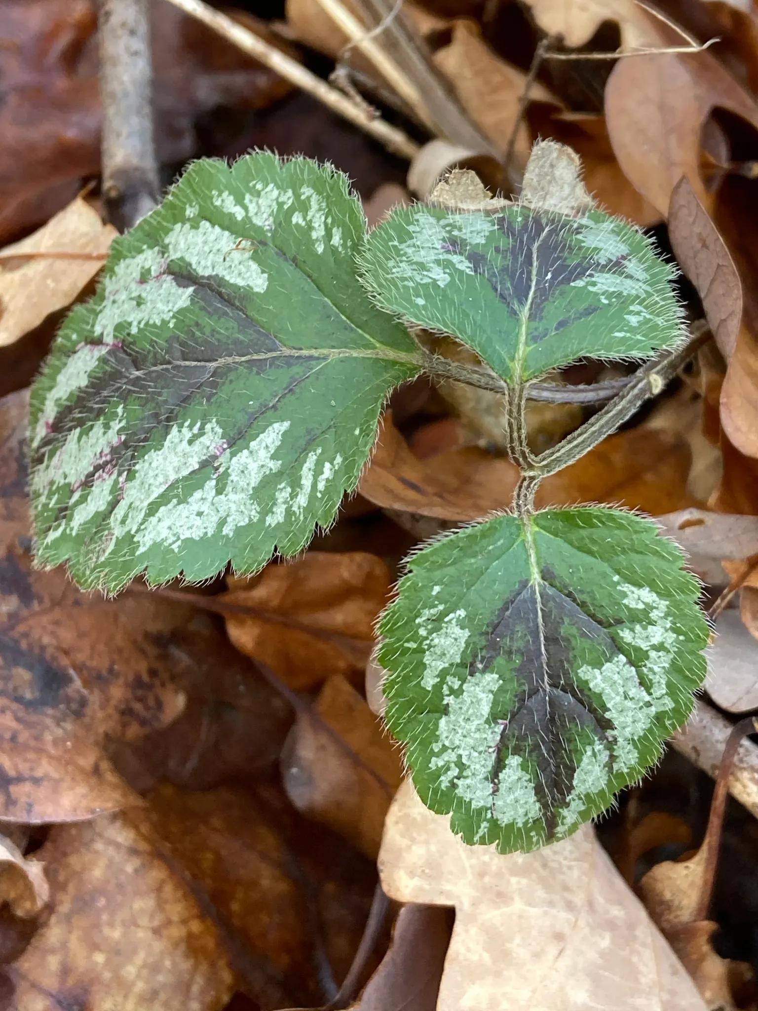 Variegated Yellow Archangel (Lamium galeobdolon 'Variegatum') — as intense sunlight can wash out the variegation in the leaves and stress the plant