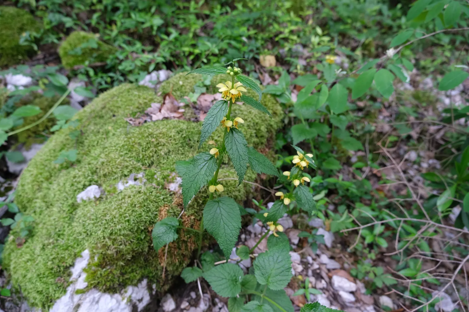 Variegated Yellow Archangel (Lamium galeobdolon 'Variegatum') — green foliage and bright yellow blooms; it prefers moist, well-drained soil but is tolerant of