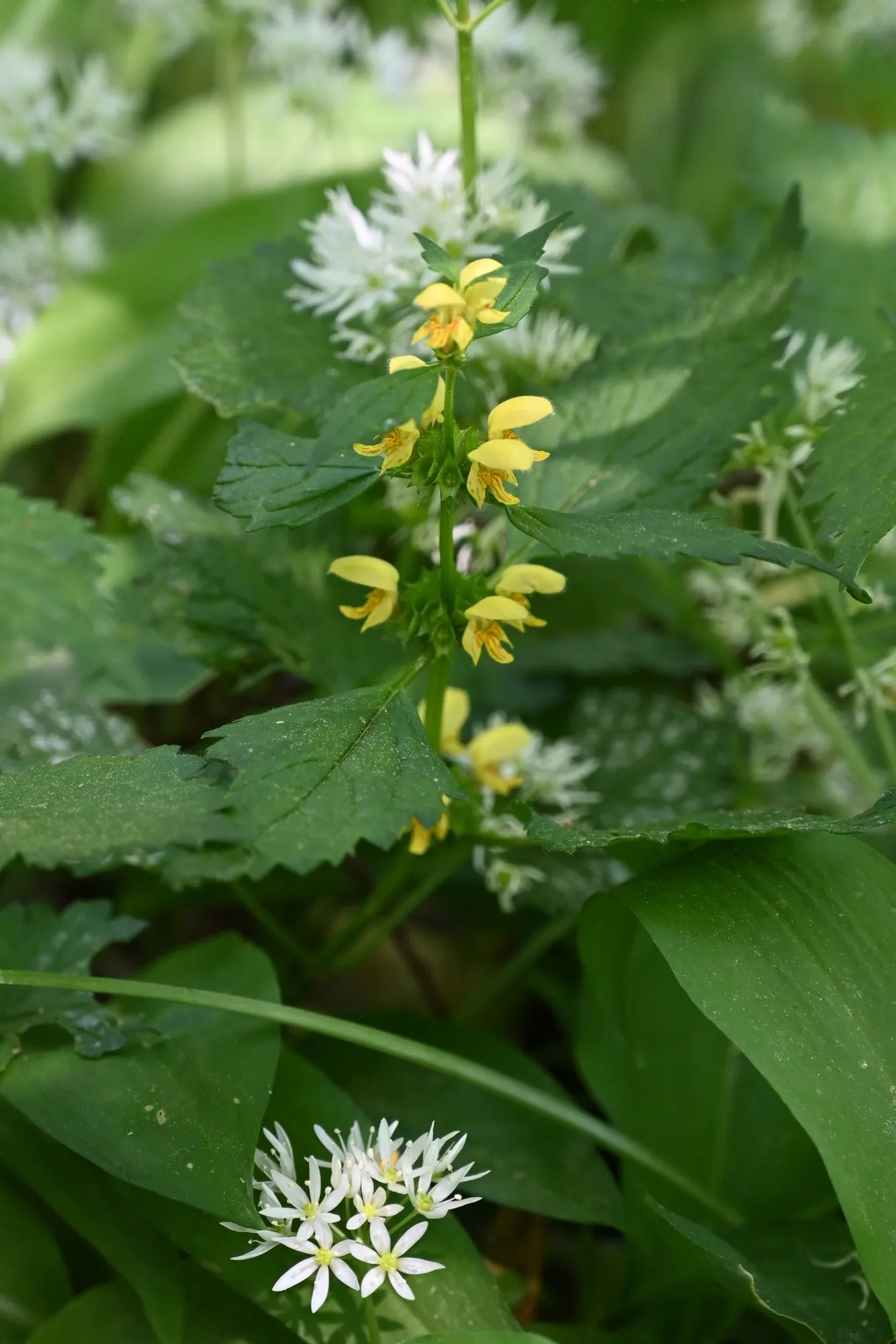 Variegated Yellow Archangel (Lamium galeobdolon 'Variegatum') — adding a delicate touch to the plant's robust form.<br><br>Thriving in USDA, image 31