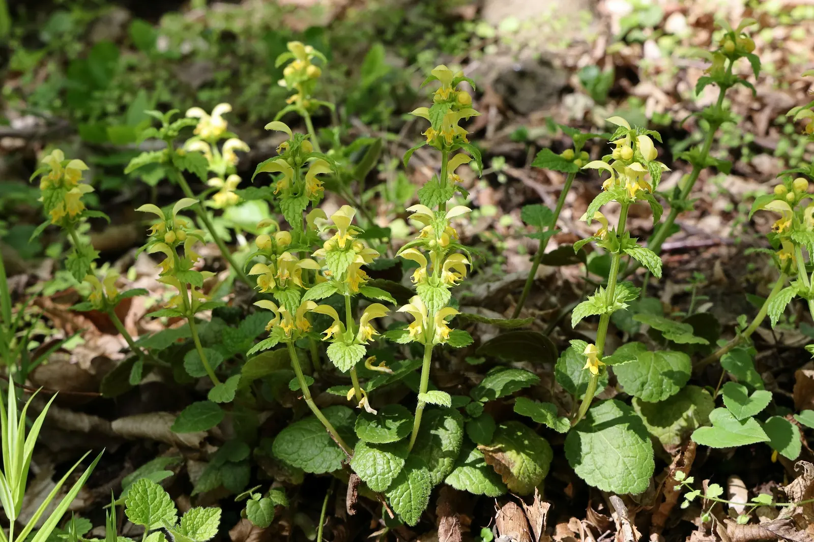 Variegated Yellow Archangel (Lamium galeobdolon 'Variegatum') — creating a striking contrast; as intense sunlight can wash out the variegation in the leaves