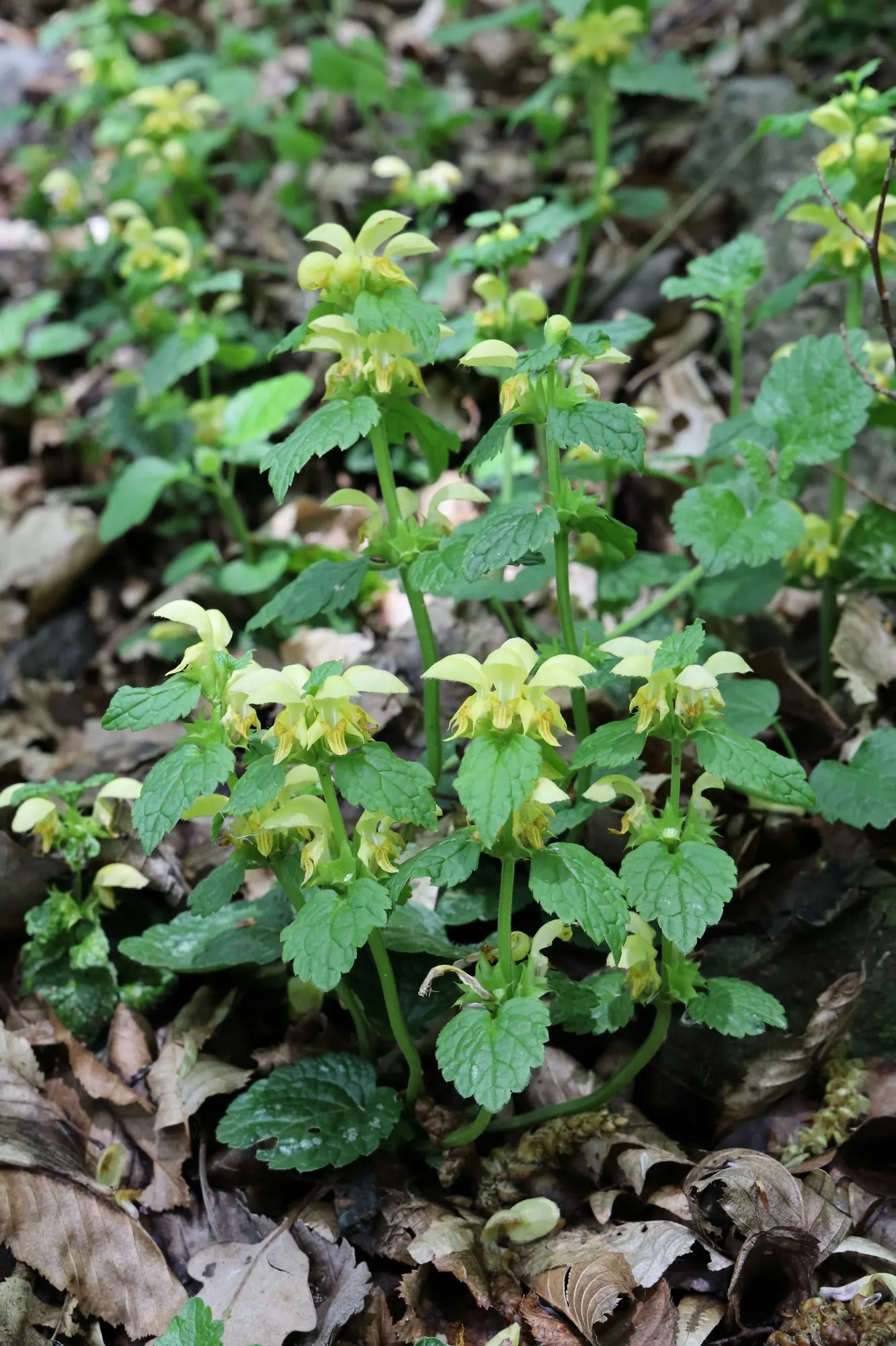 Variegated Yellow Archangel (Lamium galeobdolon 'Variegatum') — it should be planted in partial to full shade; green foliage and bright yellow blooms