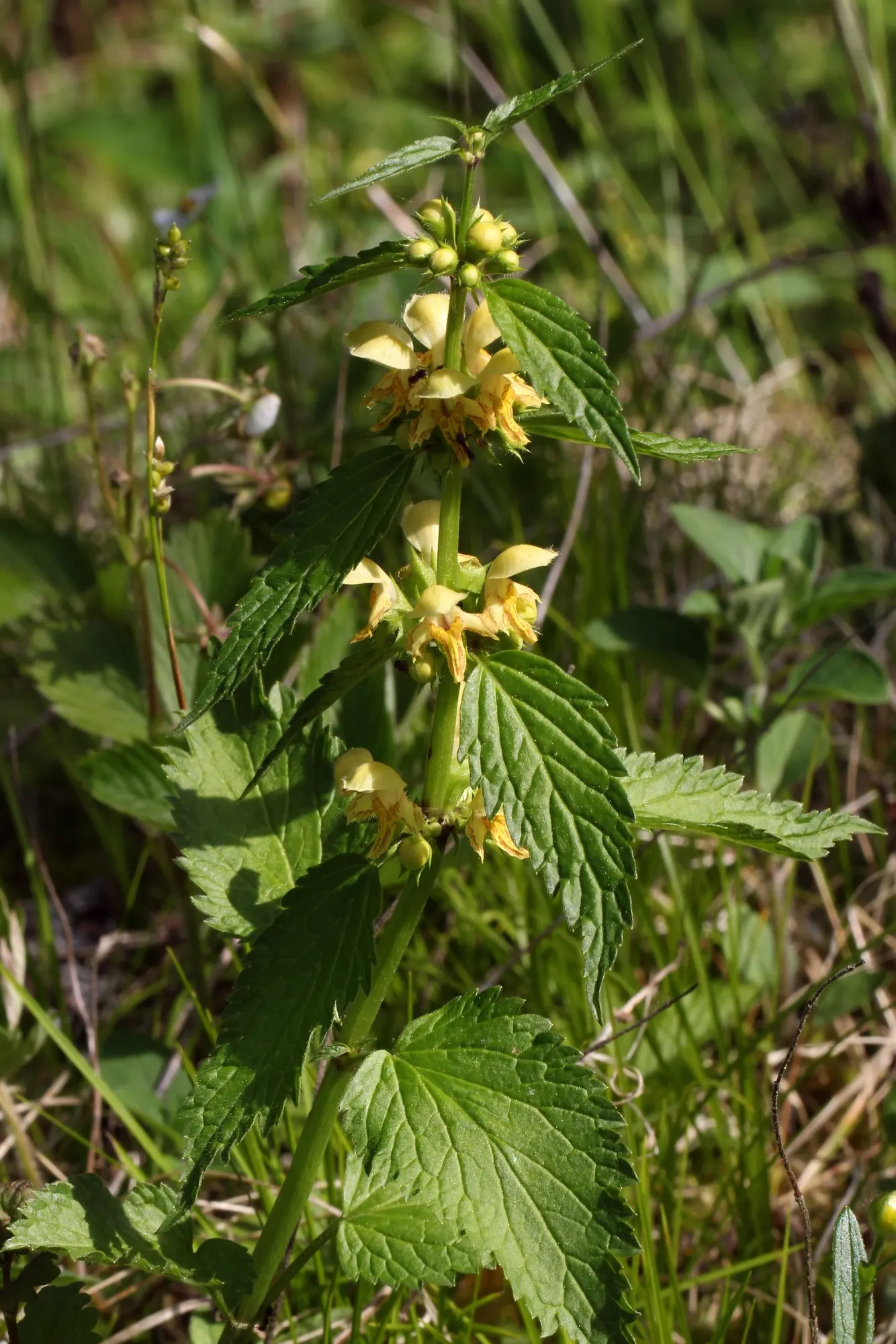 Variegated Yellow Archangel (Lamium galeobdolon 'Variegatum') — one can appreciate its utility in creating a lush; its swift spreading nature can quickly fill