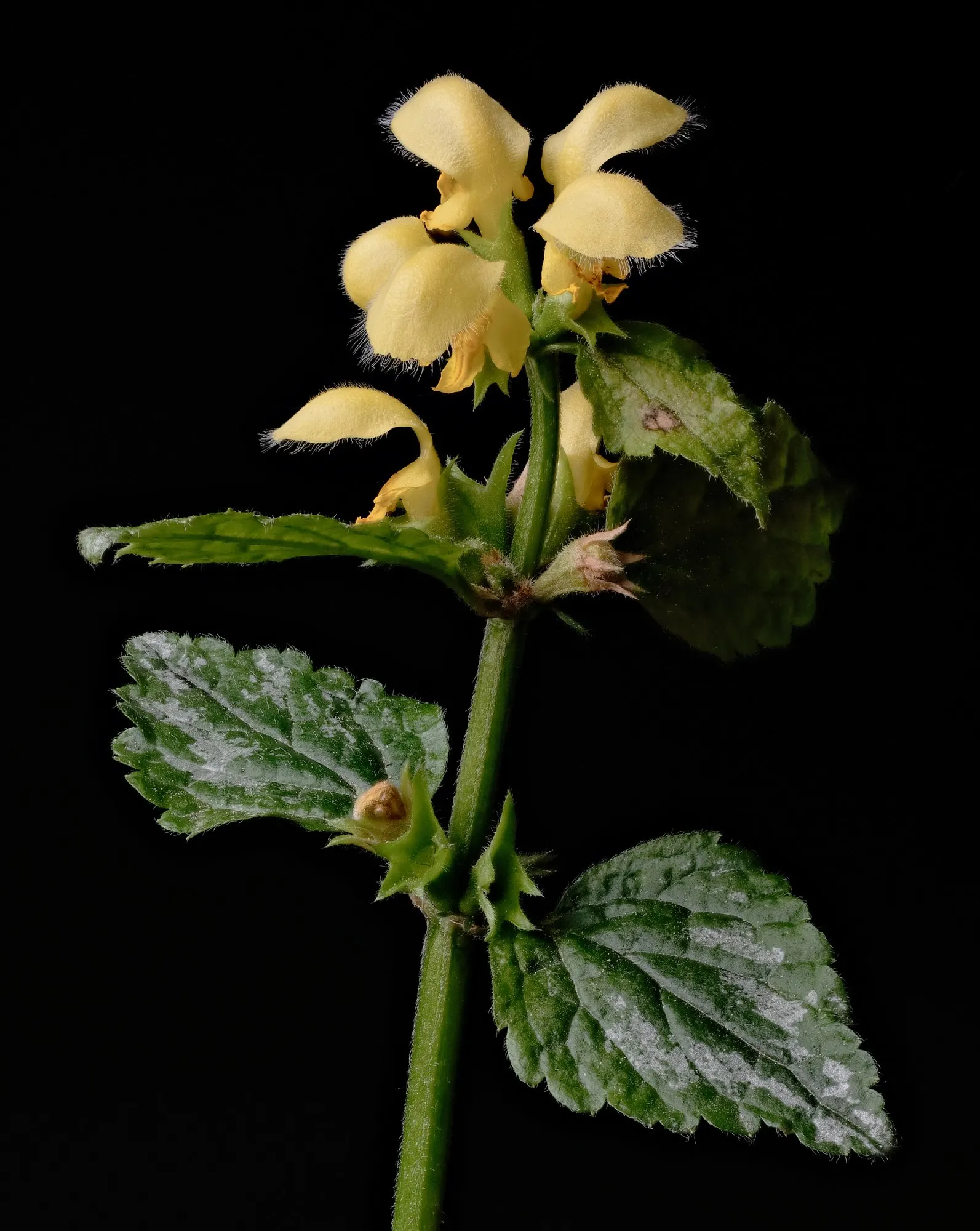 Variegated Yellow Archangel (Lamium galeobdolon 'Variegatum') — is relatively low-maintenance; growing to about 12 to 24 inches in width