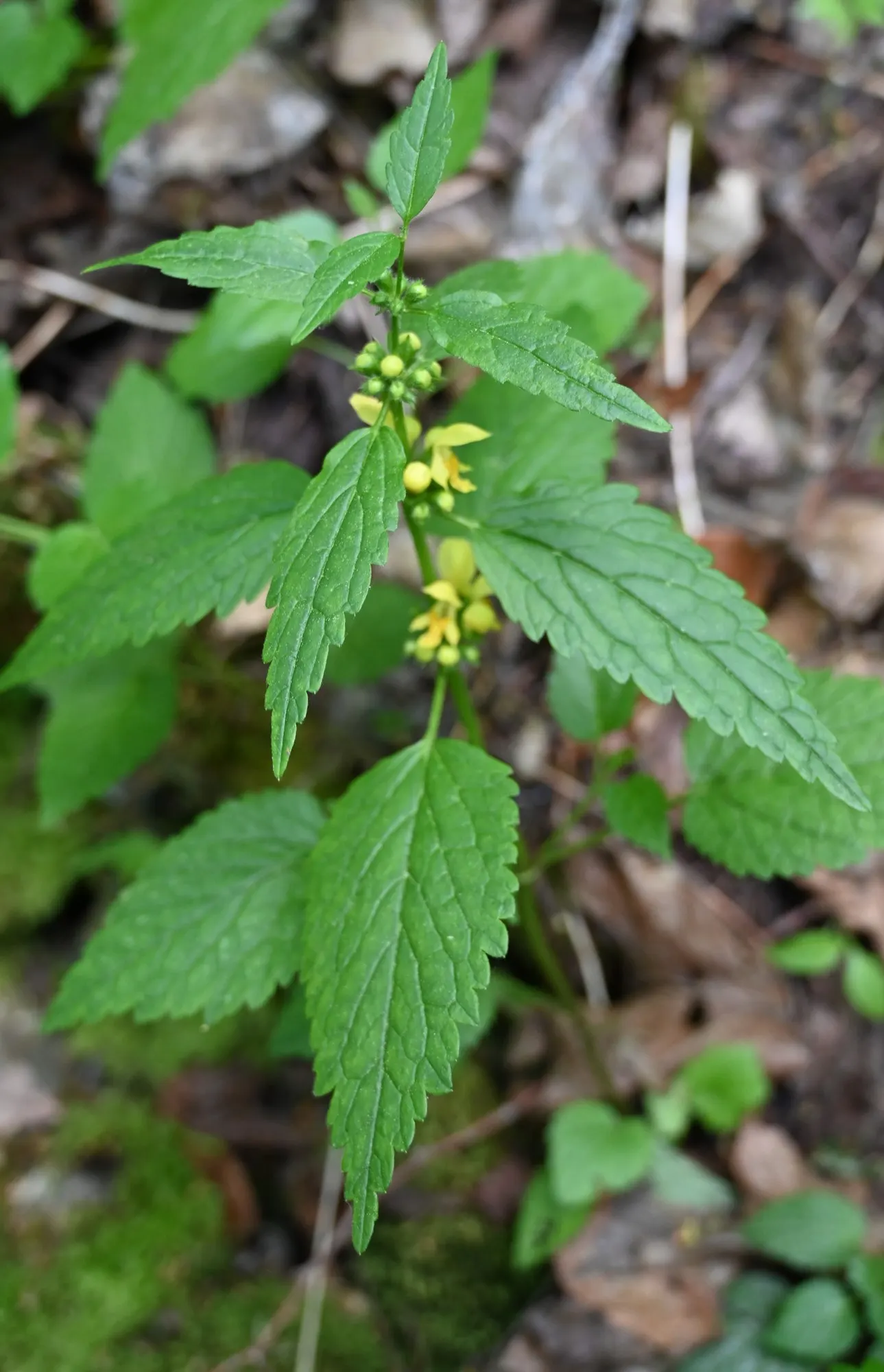 Variegated Yellow Archangel (Lamium galeobdolon 'Variegatum') — also botanically recognized as Lamium galeobdolon 'Variegatum'; it should be planted in partial