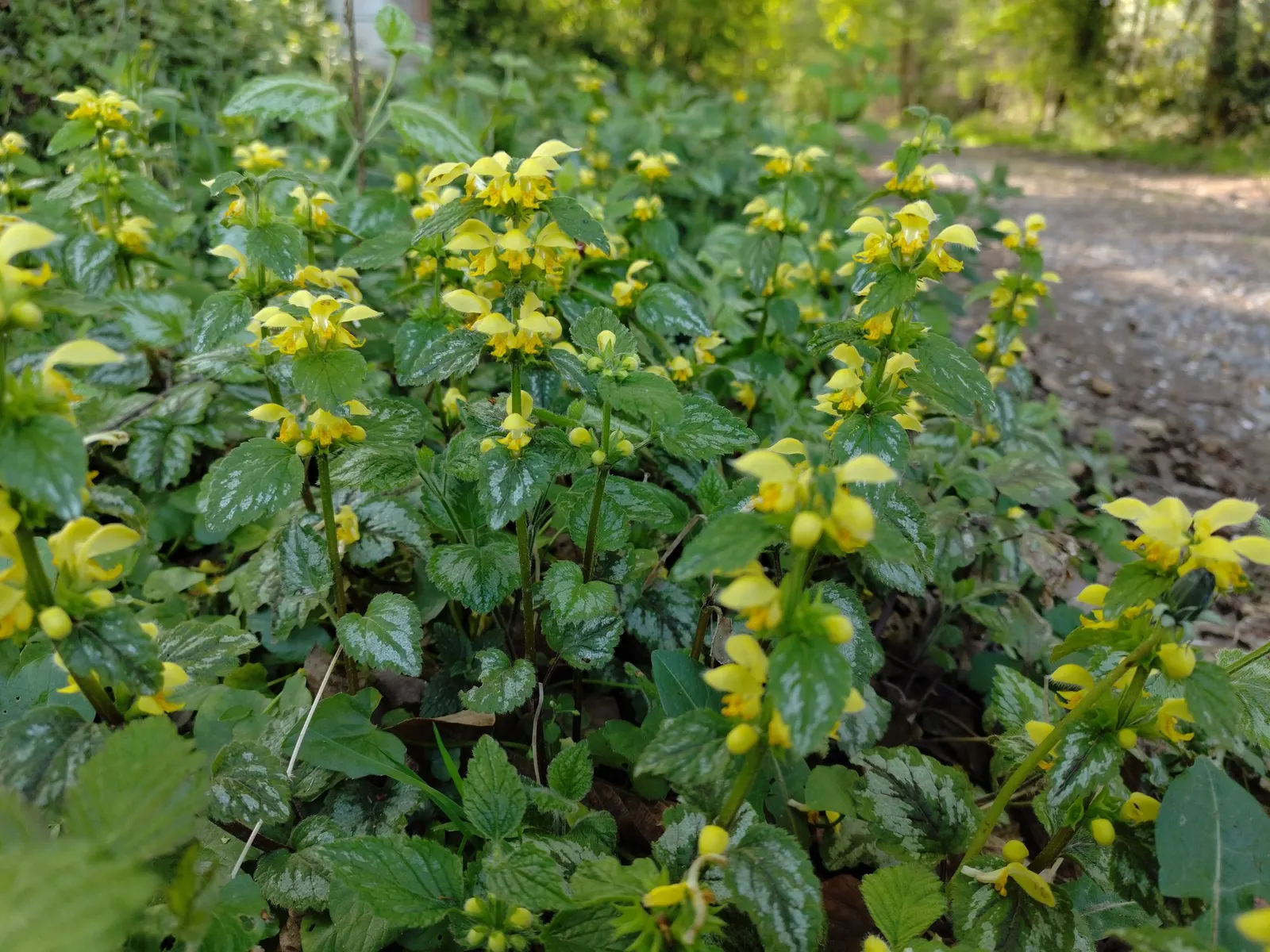Variegated Yellow Archangel (Lamium galeobdolon 'Variegatum') — This shade-loving groundcover is distinguished by its heart-shaped; ground cover / perennial