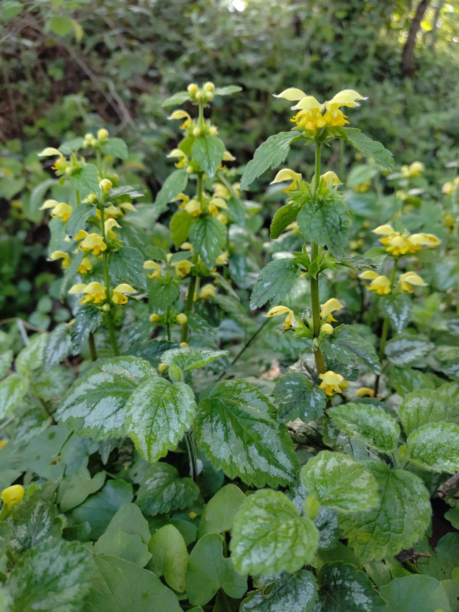 Variegated Yellow Archangel (Lamium galeobdolon 'Variegatum') — ground cover / perennial for deep shade or half or shade