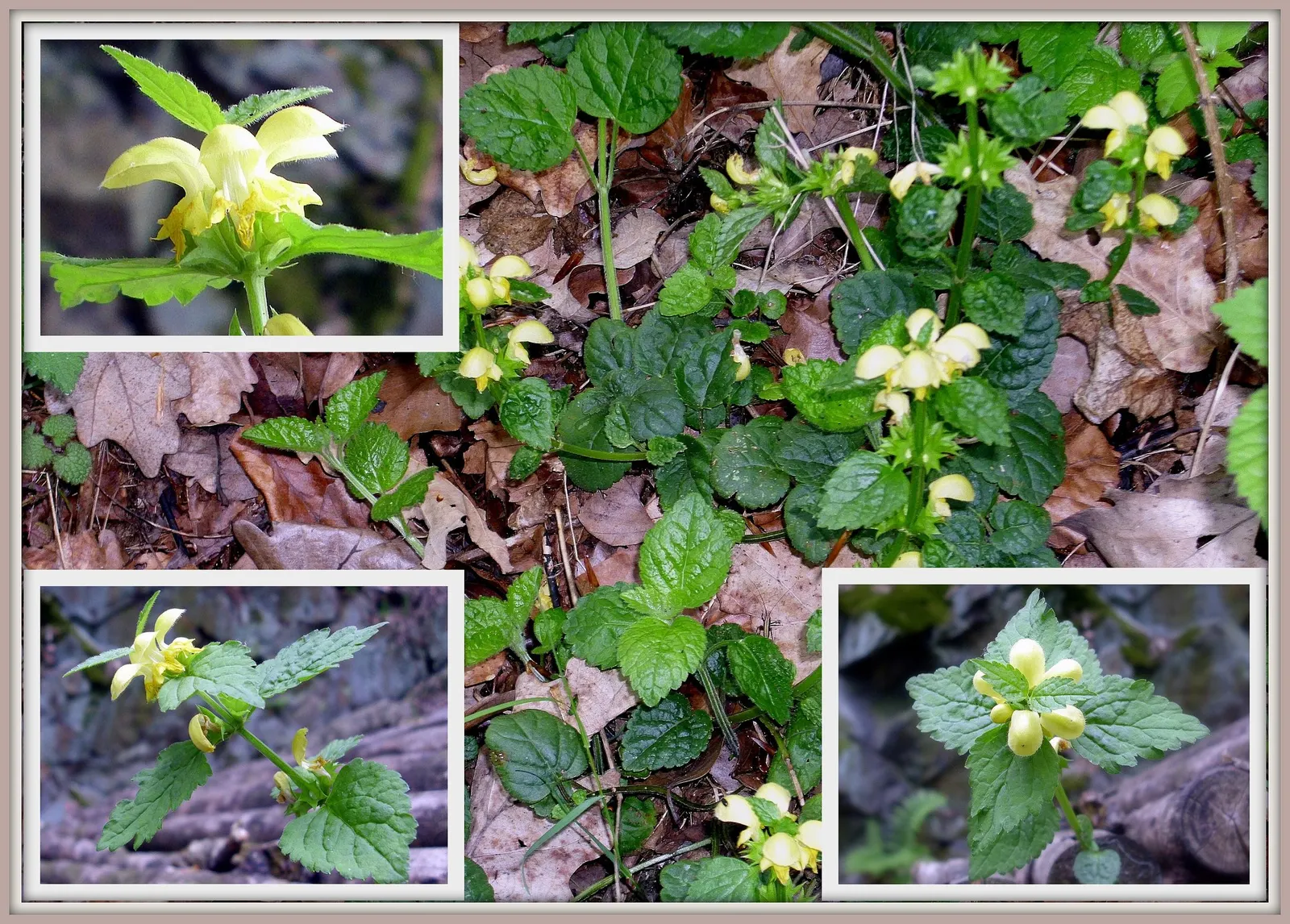 Variegated Yellow Archangel (Lamium galeobdolon 'Variegatum') — providing a cheerful burst of color amongst the creamy variegated leaves; ground cover /