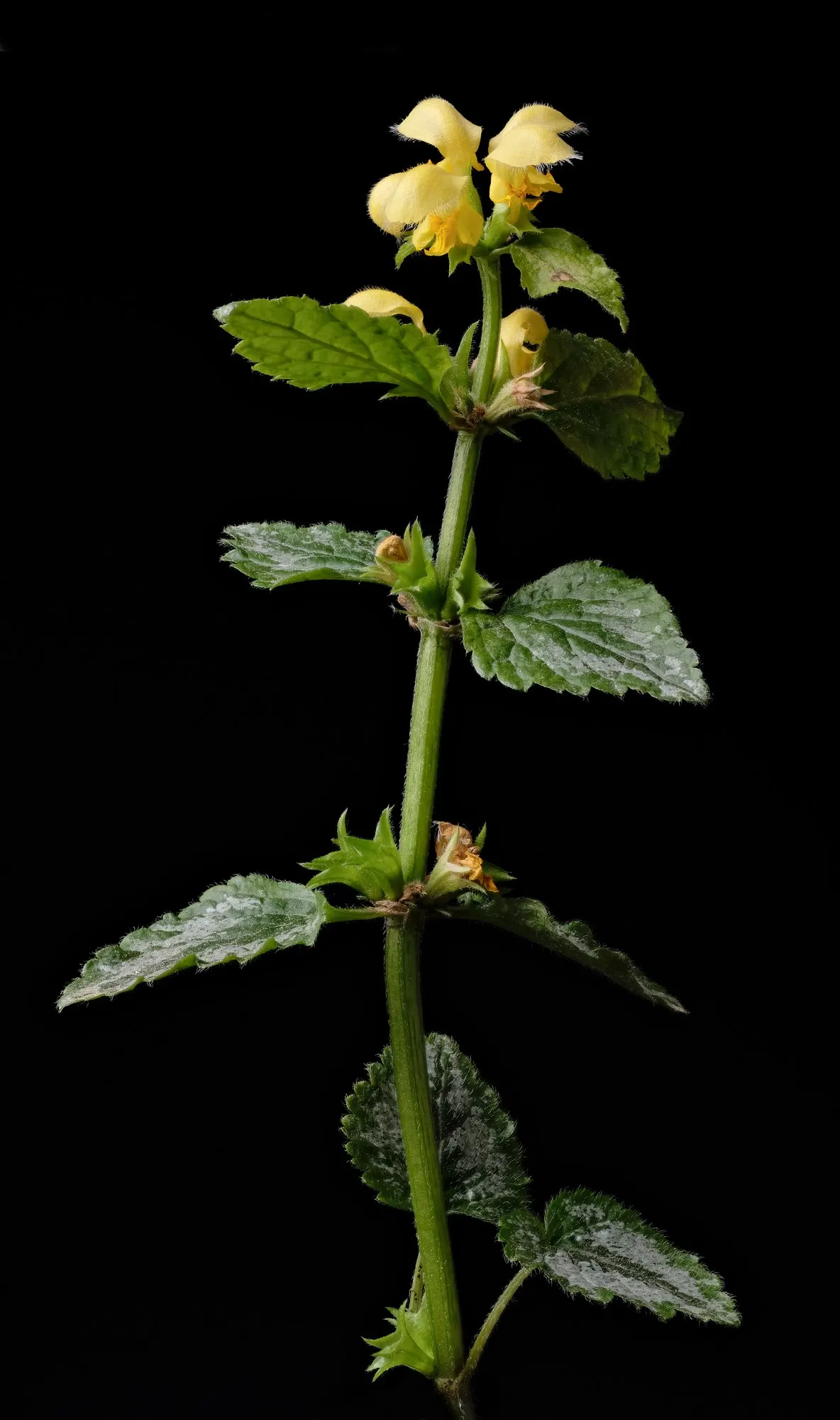 Variegated Yellow Archangel (Lamium galeobdolon 'Variegatum') — which are edged in a deep; this shade-loving groundcover is distinguished by its heart-shaped