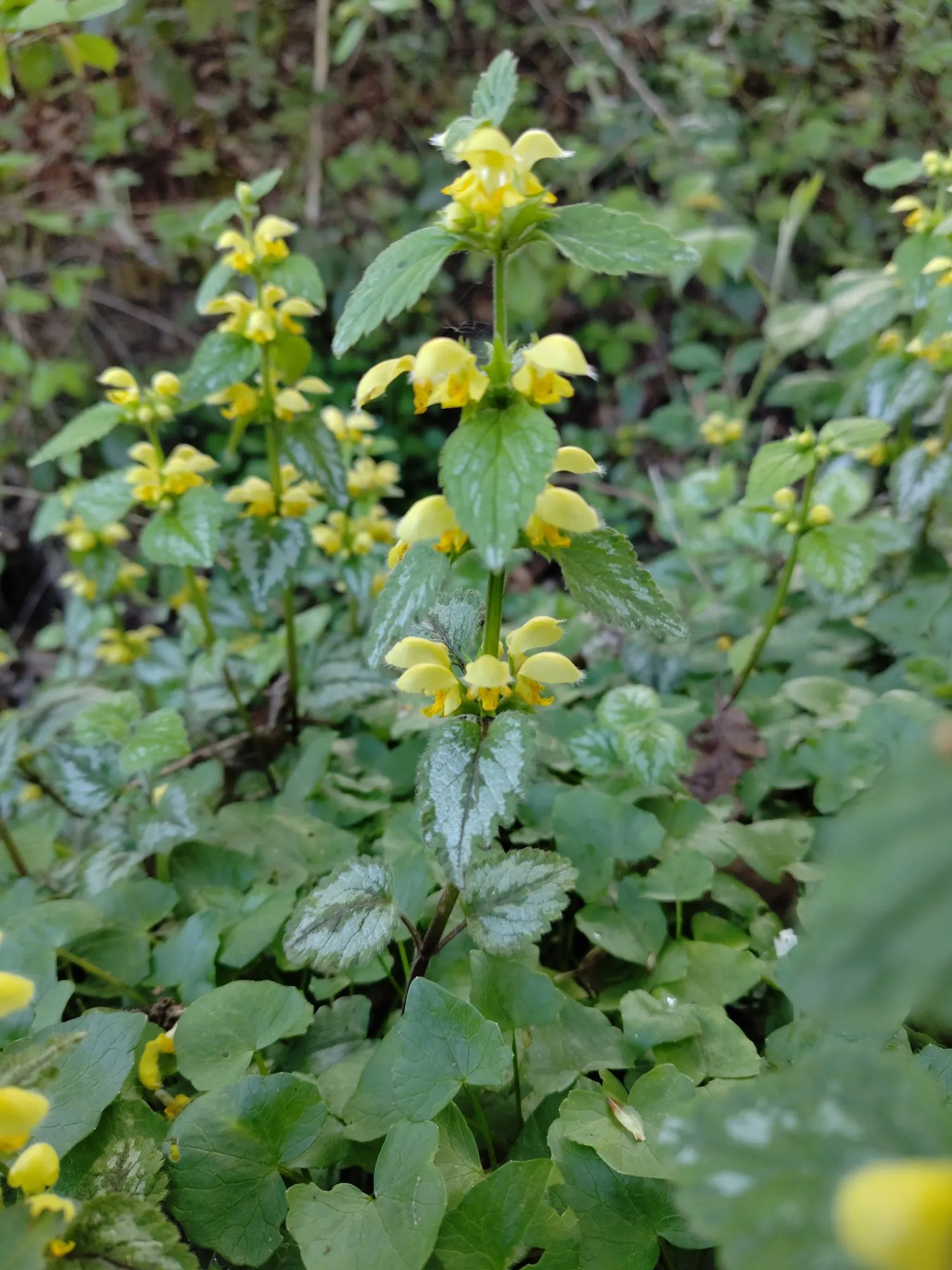 Variegated Yellow Archangel (Lamium galeobdolon 'Variegatum') — It thrives in partial to full shade, reaching a height and spread of 8-12 inches; adding a
