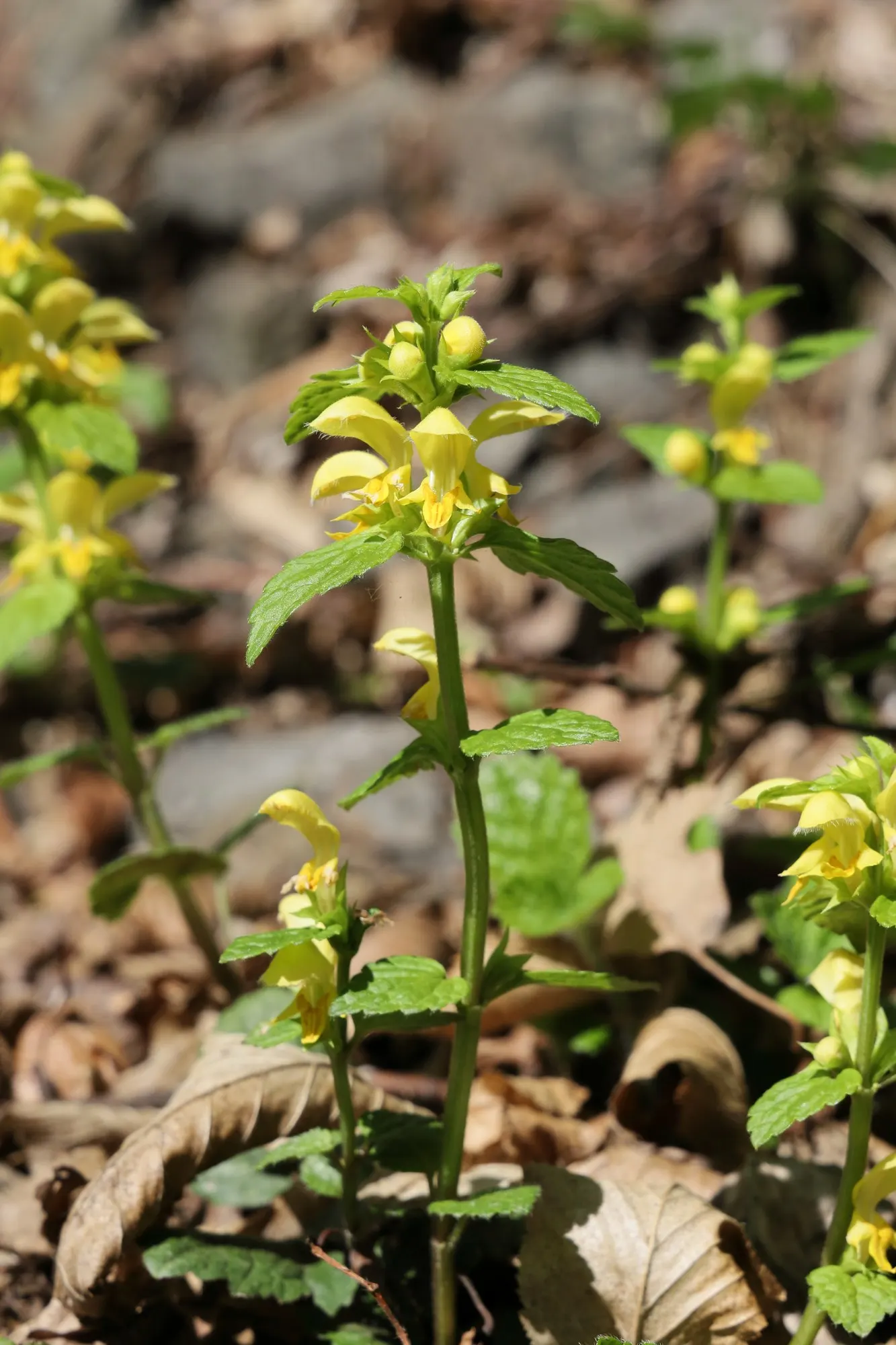 Variegated Yellow Archangel (Lamium galeobdolon 'Variegatum') — The flowers resemble miniature orchids; which are edged in a deep