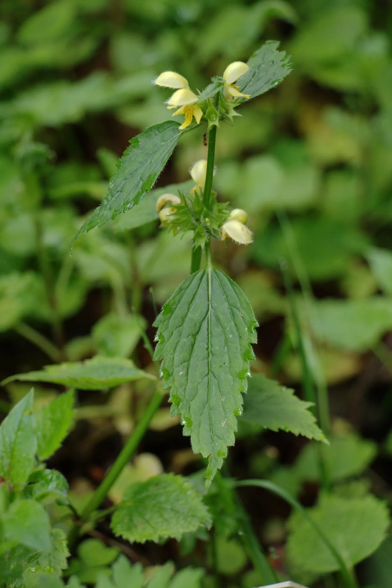 Variegated Yellow Archangel (Lamium galeobdolon 'Variegatum') — as intense sunlight can wash out the variegation in the leaves and stress the plant; creating a