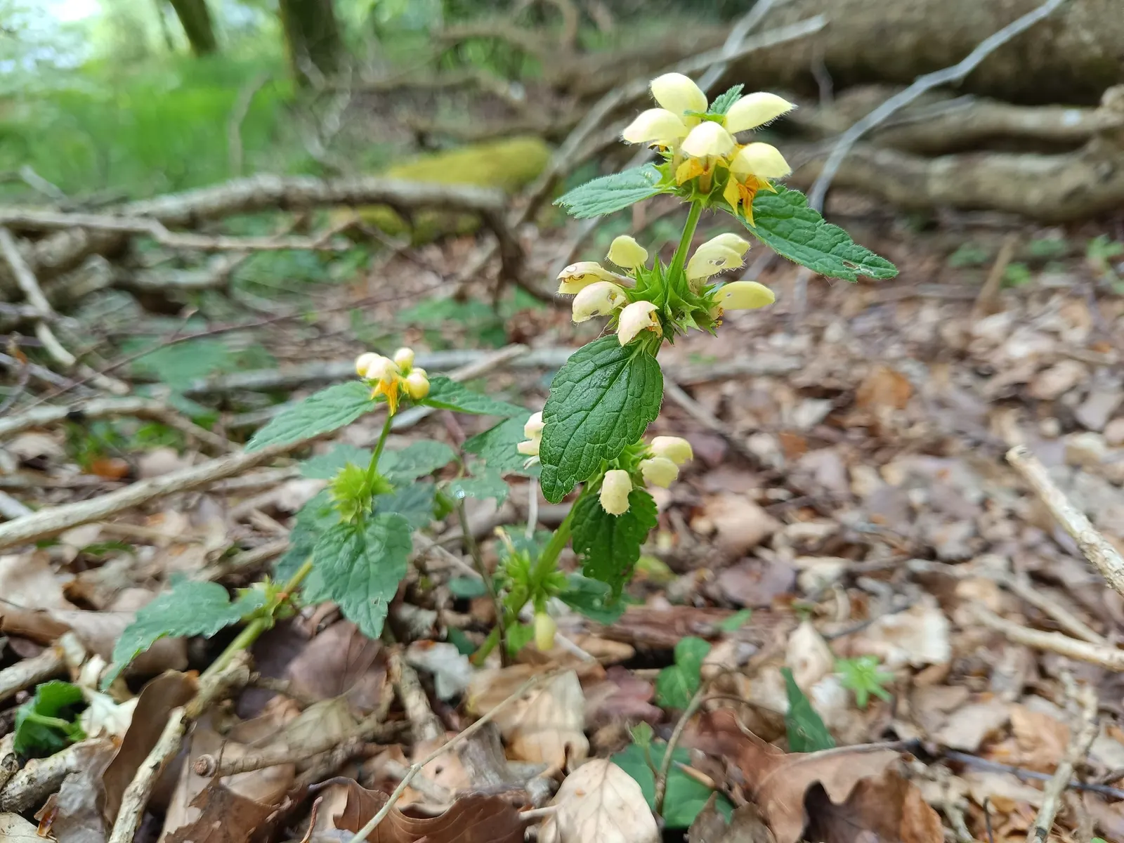 Variegated Yellow Archangel (Lamium galeobdolon 'Variegatum') — yellow flowers in the garden; this perennial is ideal for adding light to dim garden spots and