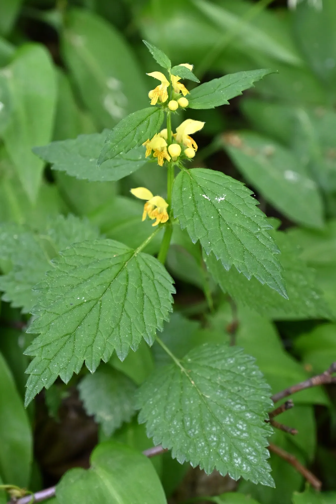 Variegated Yellow Archangel (Lamium galeobdolon 'Variegatum') — Its swift spreading nature can quickly fill in bare spots, and it can keep the, image 36