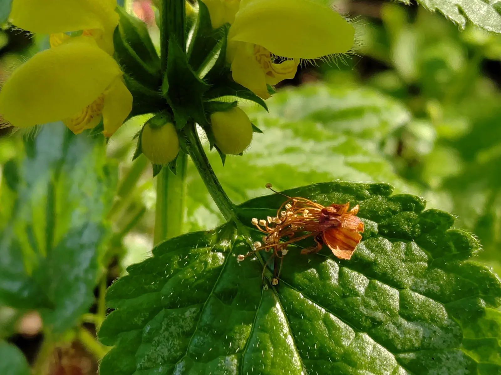 Variegated Yellow Archangel (Lamium galeobdolon 'Variegatum') — It prefers moist, well-drained soil but is tolerant of less ideal conditions once, image 24