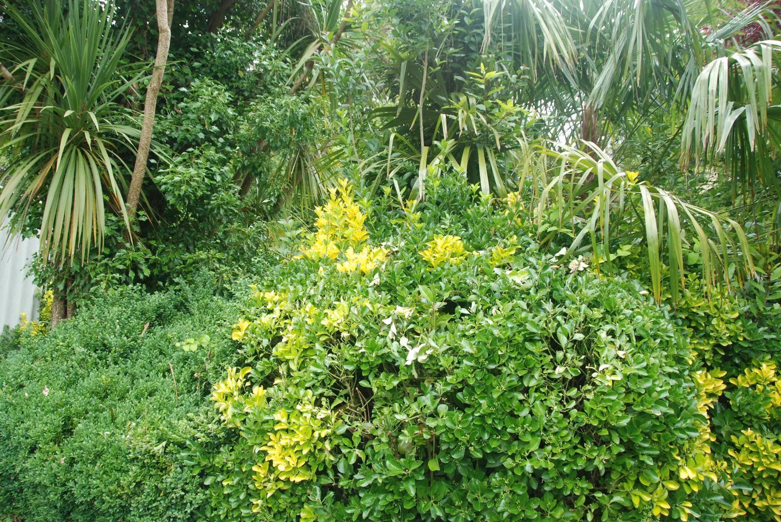 Japanese Euonymus (Euonymus Japonicus 'Grandifolia') — shrub for full or half or shade; always check with local guidelines before incorporating, image 112