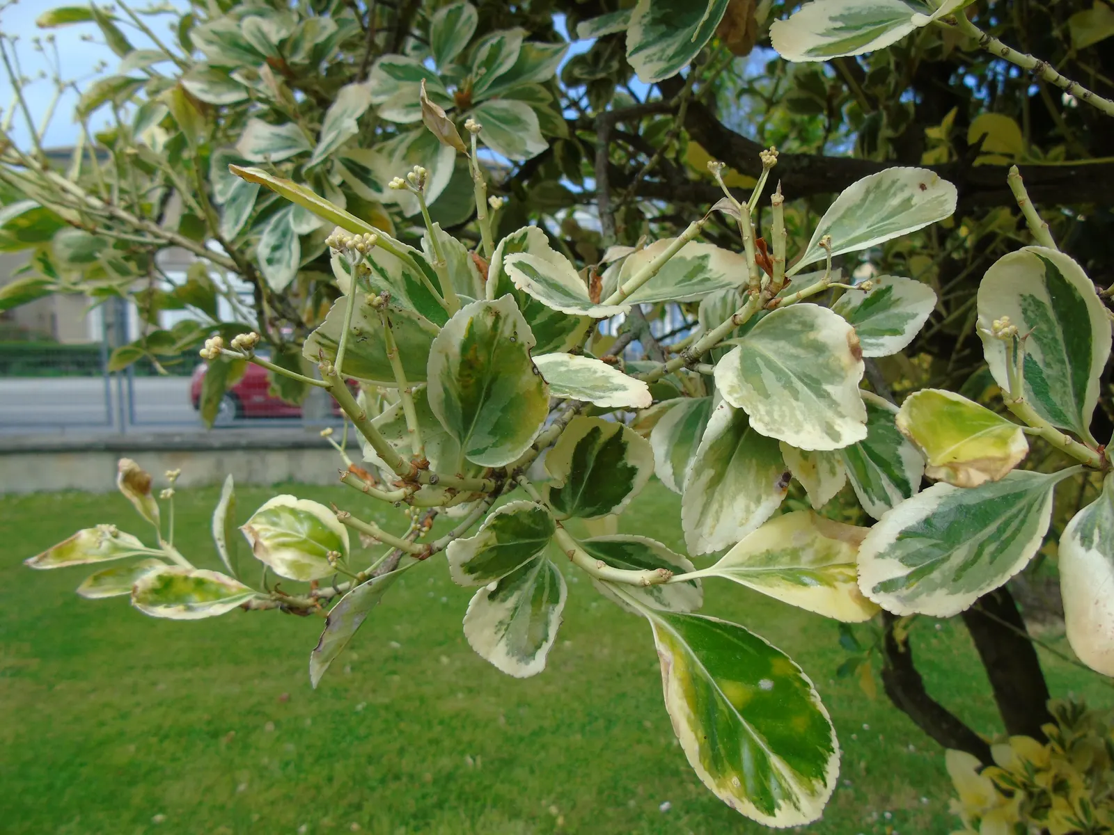 Japanese Euonymus (Euonymus Japonicus 'Grandifolia') — or *Euonymus japonicus* 'Grandifolia'; with each leaf measuring up to 3 inches long, image 90