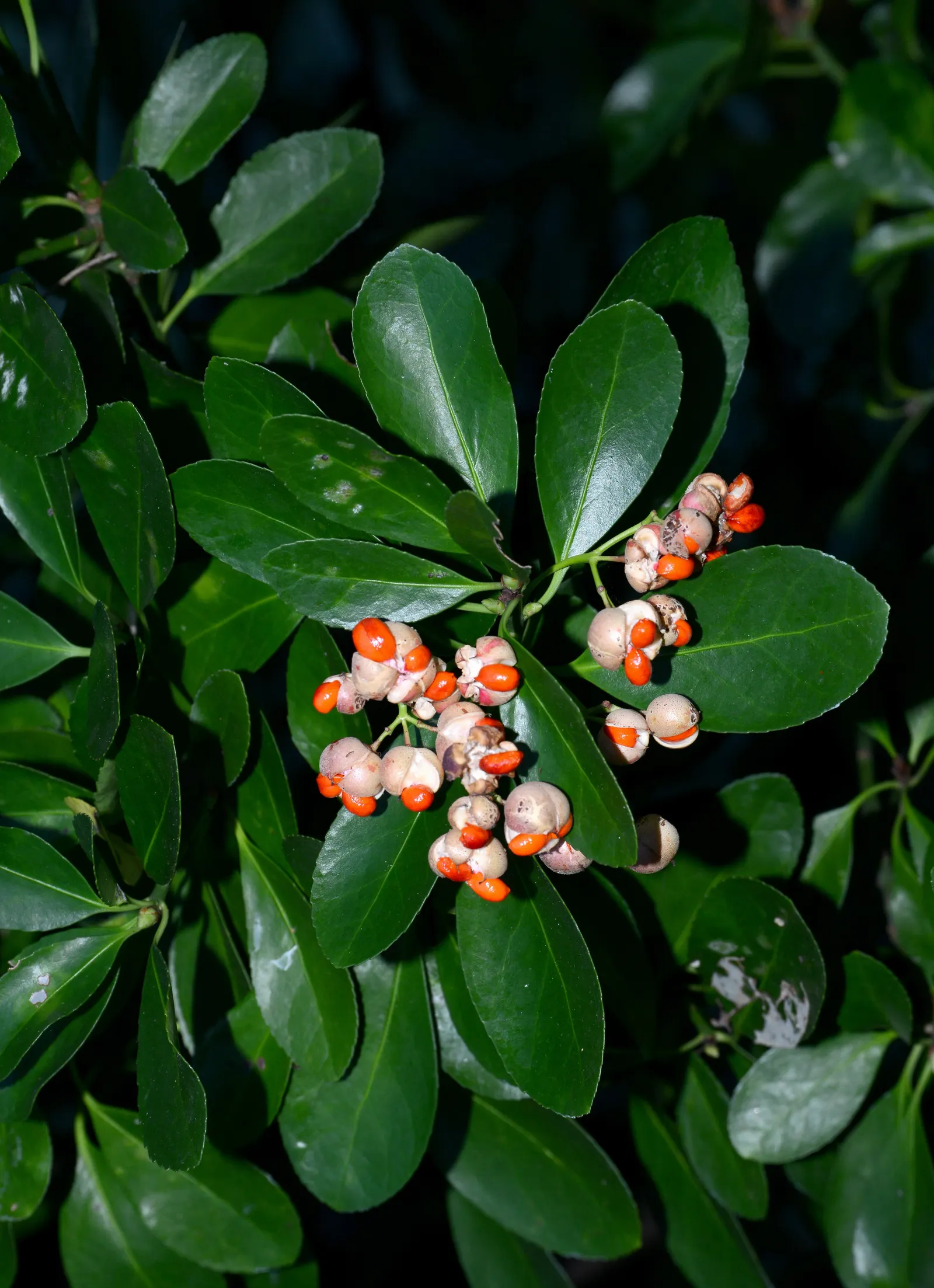 Japanese Euonymus (Euonymus Japonicus 'Grandifolia') — Regular watering will help establish the plant, though mature specimens are quite, image 104