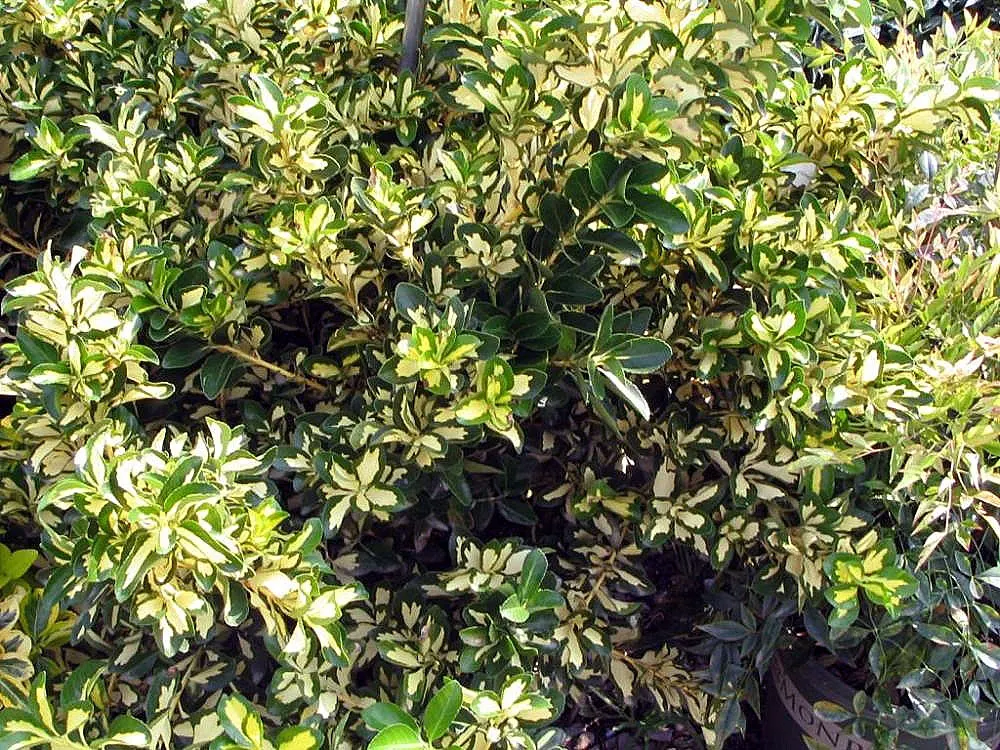 Japanese Euonymus (Euonymus Japonicus 'Grandifolia') — It's adaptable to a wide range of well-drained soils; with each leaf measuring up to 3, image 102