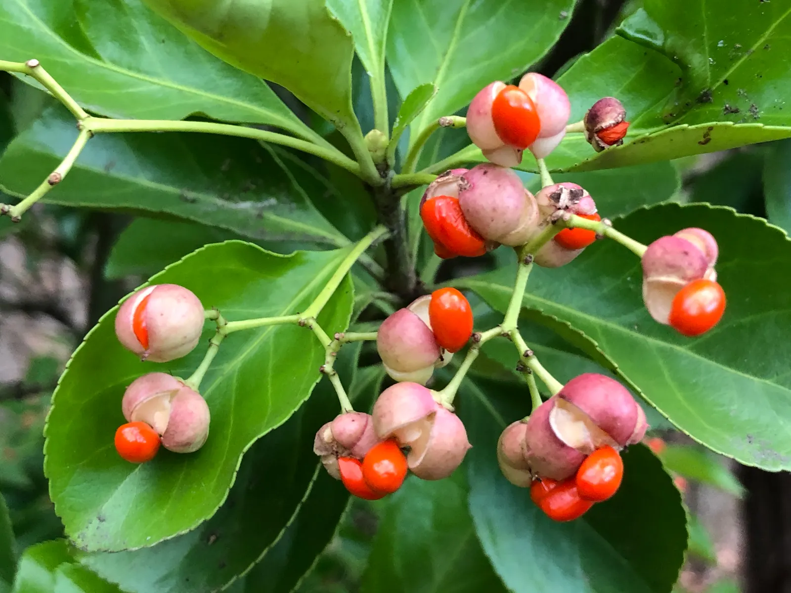 Japanese Euonymus (Euonymus Japonicus 'Grandifolia') — This versatile shrub thrives in full sun to partial shade and is tolerant of various soil, image 87