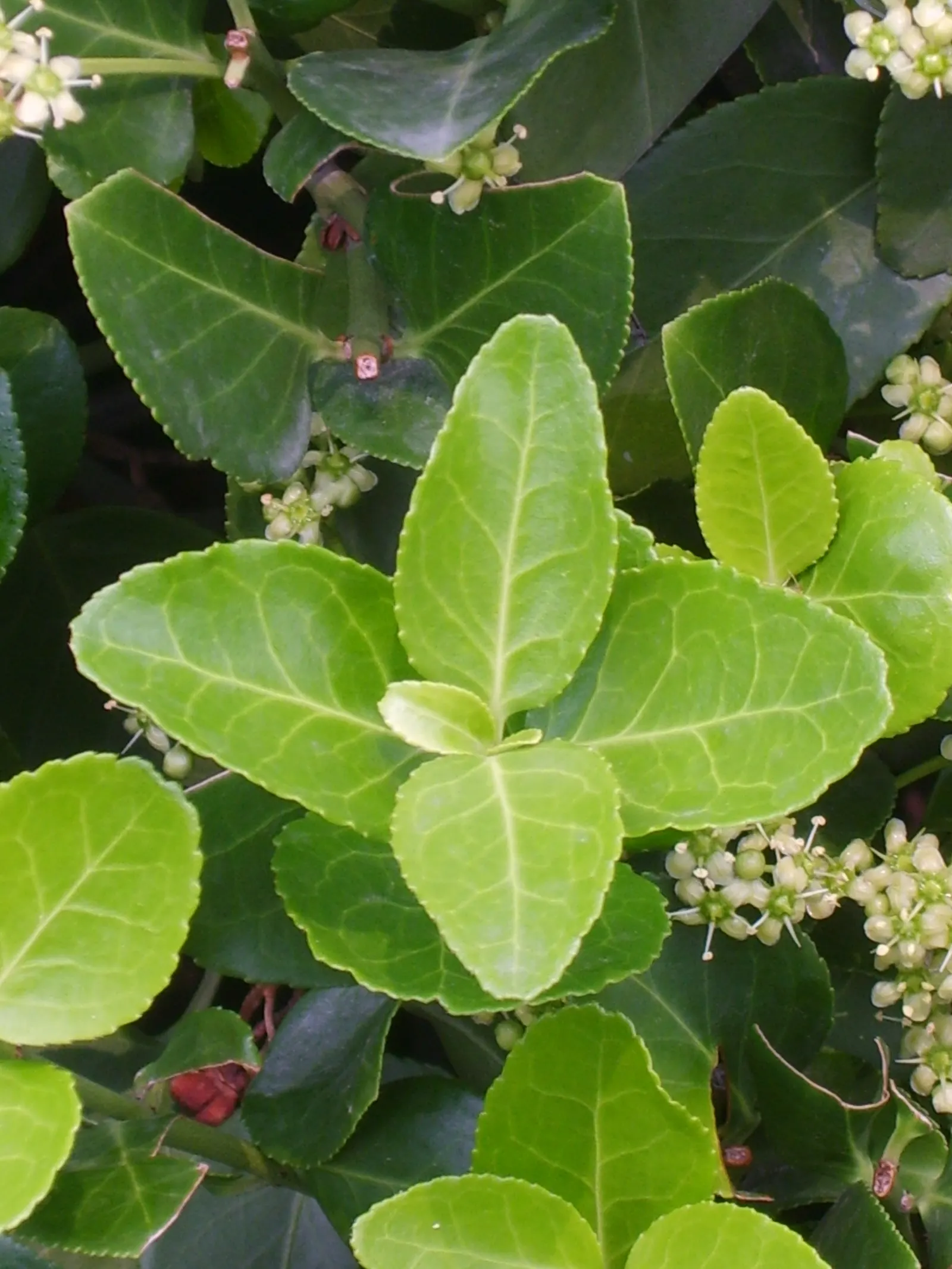 Japanese Euonymus (Euonymus Japonicus 'Grandifolia') — glossy foliage and robust growth habit; always check with local guidelines before, image 92