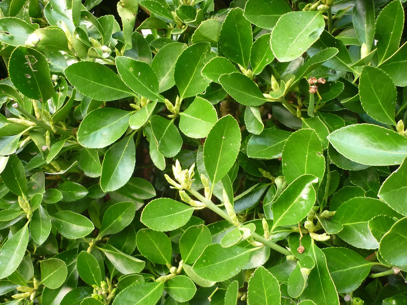 Japanese Euonymus (Euonymus Japonicus 'Grandifolia') — greenish-white flowers in early summer; it's adaptable to a wide range of well-drained soils, image 99