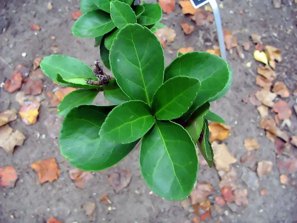 Japanese Euonymus (Euonymus Japonicus 'Grandifolia') — trim the shrub in late winter or early spring.<br><br>Be mindful that in some regions