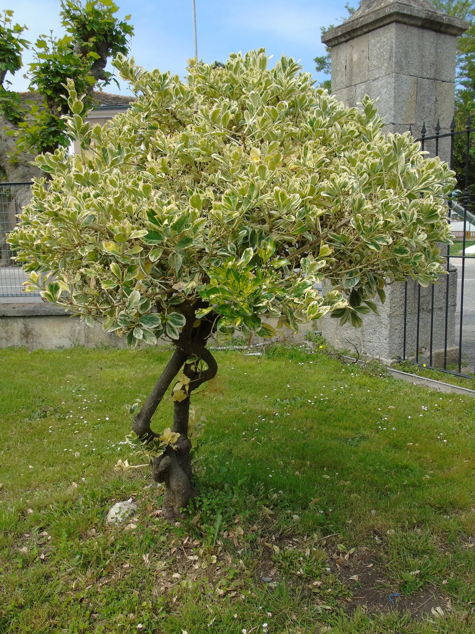 Japanese Euonymus (Euonymus Japonicus 'Grandifolia') — and its fruits are toxic if ingested; always check with local guidelines before, image 80