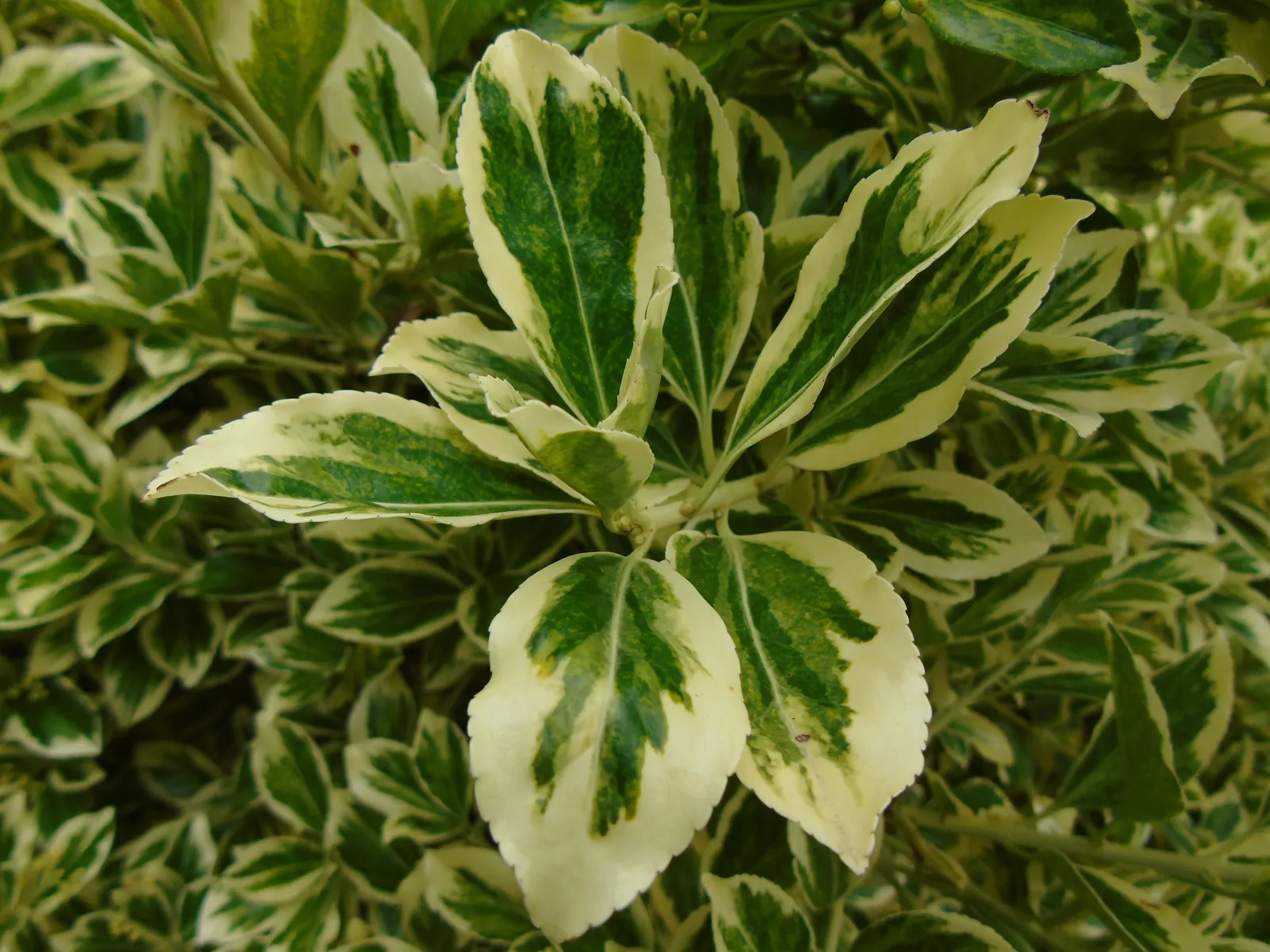 Japanese Euonymus (Euonymus Japonicus 'Grandifolia') — shrub with yellow blooms; it's adaptable to a wide range of well-drained soils, image 83