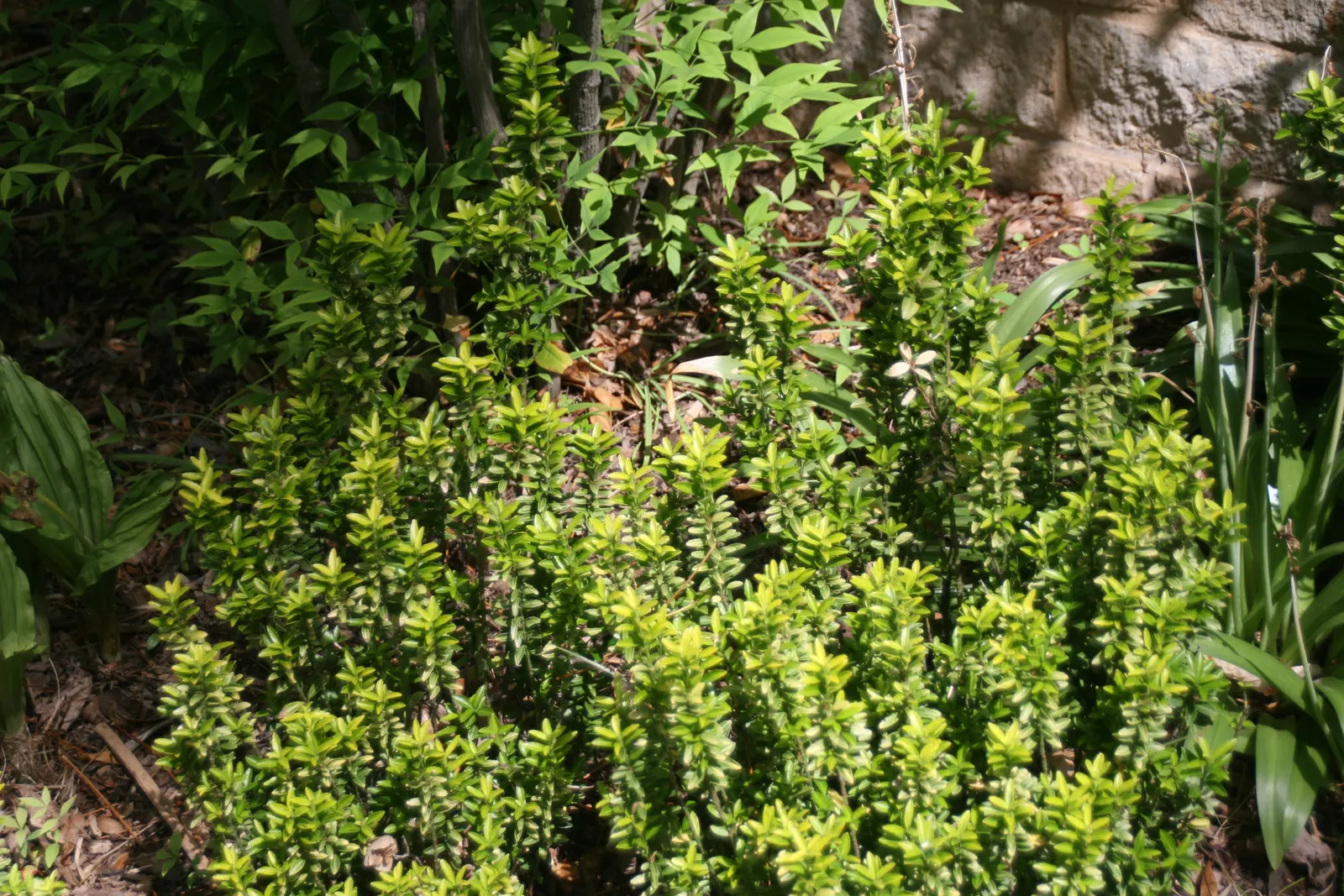 Japanese Euonymus (Euonymus Japonicus 'Grandifolia') — Ideal for creating formal hedges; needing moderate watering, image 93