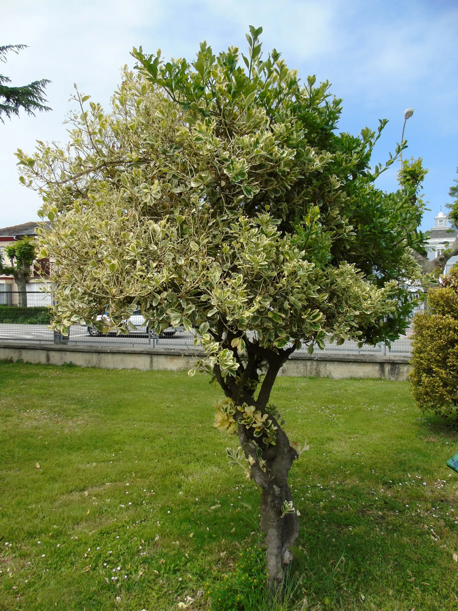 Japanese Euonymus (Euonymus Japonicus 'Grandifolia') — While the plant is predominantly grown for its foliage; needing moderate watering, image 97