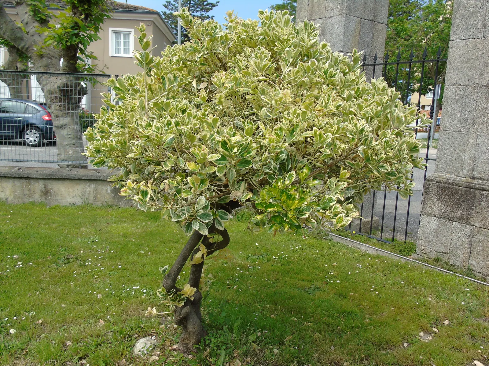 Japanese Euonymus (Euonymus Japonicus 'Grandifolia') — To maintain shape and encourage bushier growth; needing moderate watering, image 77