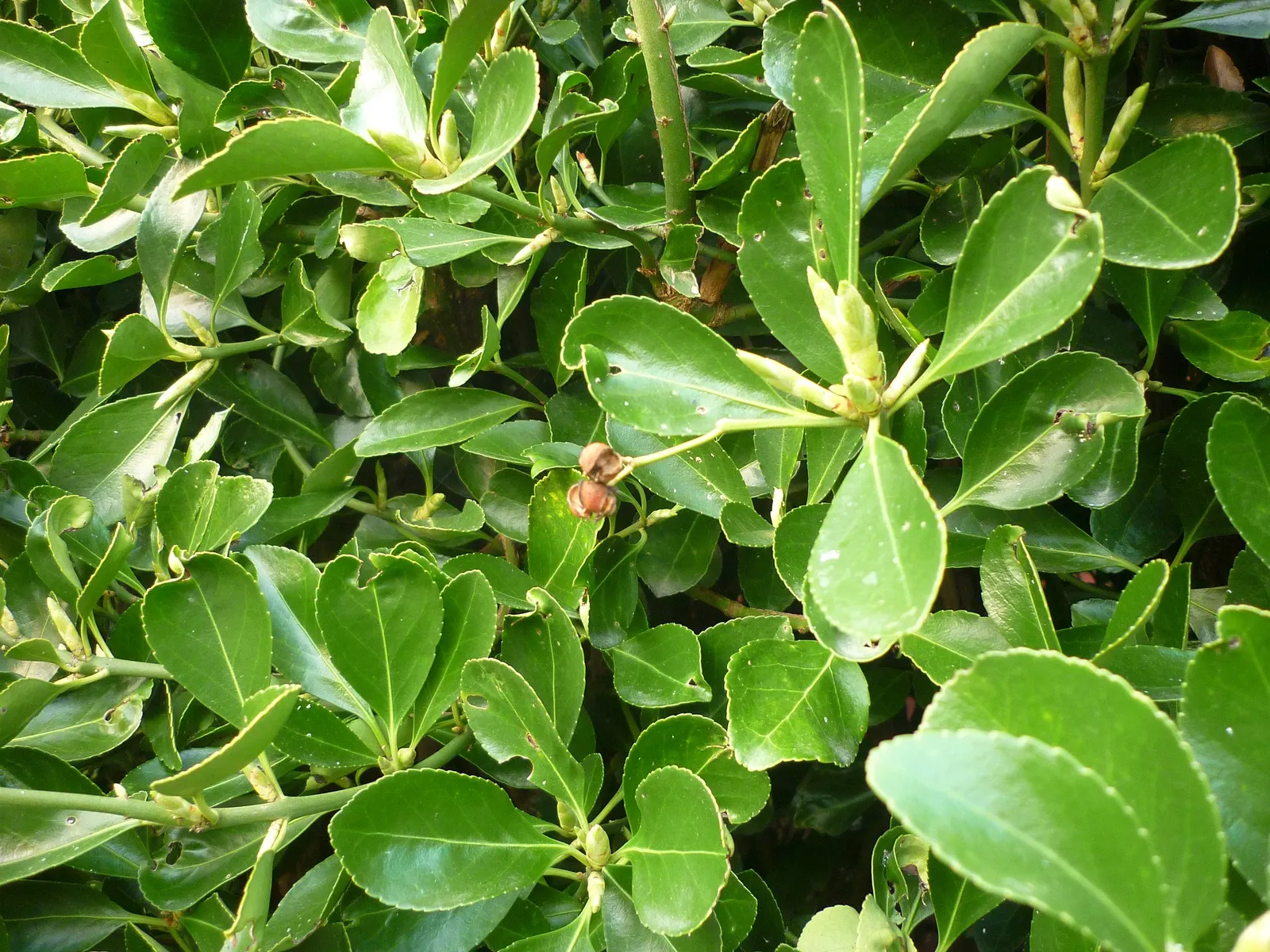 Japanese Euonymus (Euonymus Japonicus 'Grandifolia') — Ideal for hedges or topiary, it reaches a height of 6-8 feet and a spread of 4-6 feet; with, image 86