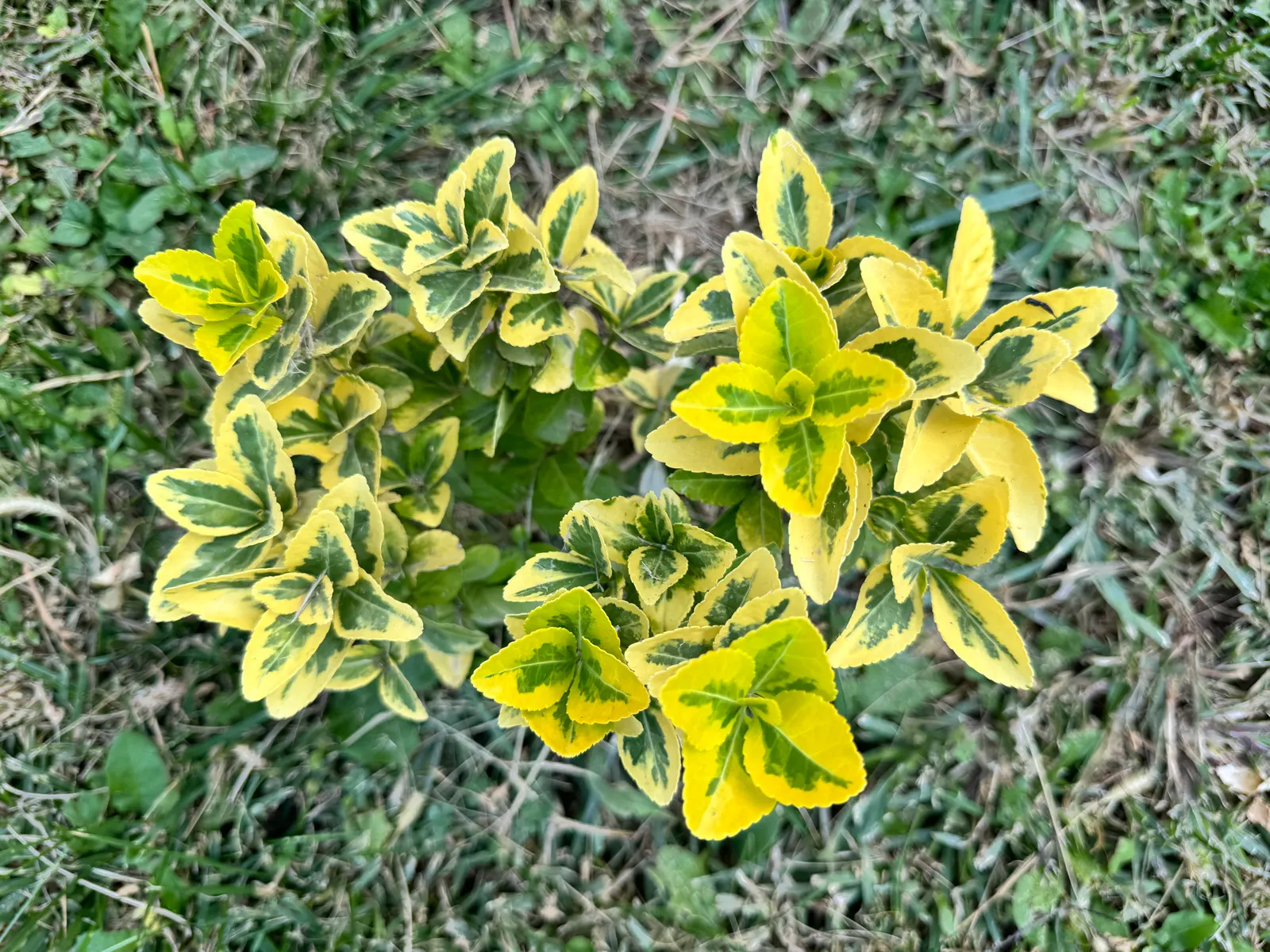 Japanese Euonymus (Euonymus Japonicus 'Grandifolia') — and its fruits are toxic if ingested; always check with local guidelines before, image 108