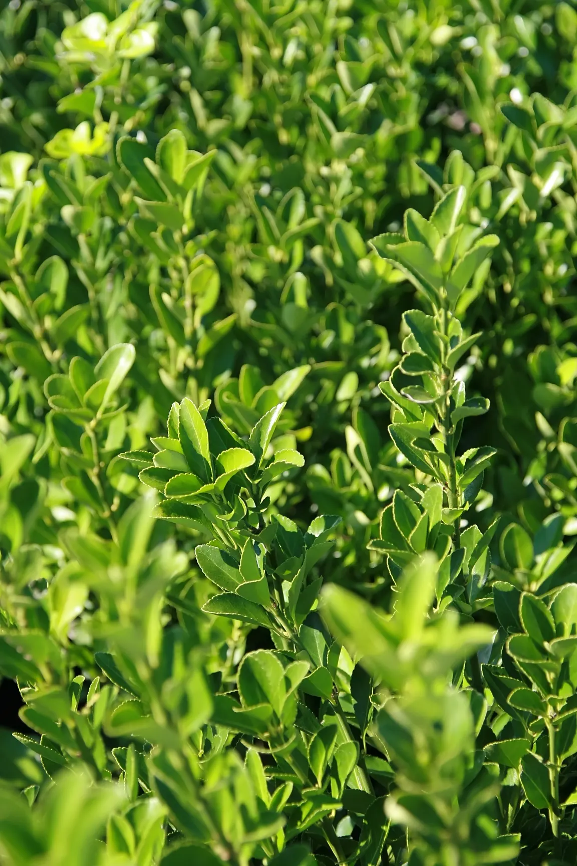 Japanese Euonymus (Euonymus Japonicus 'Grandifolia') — shrub with yellow blooms