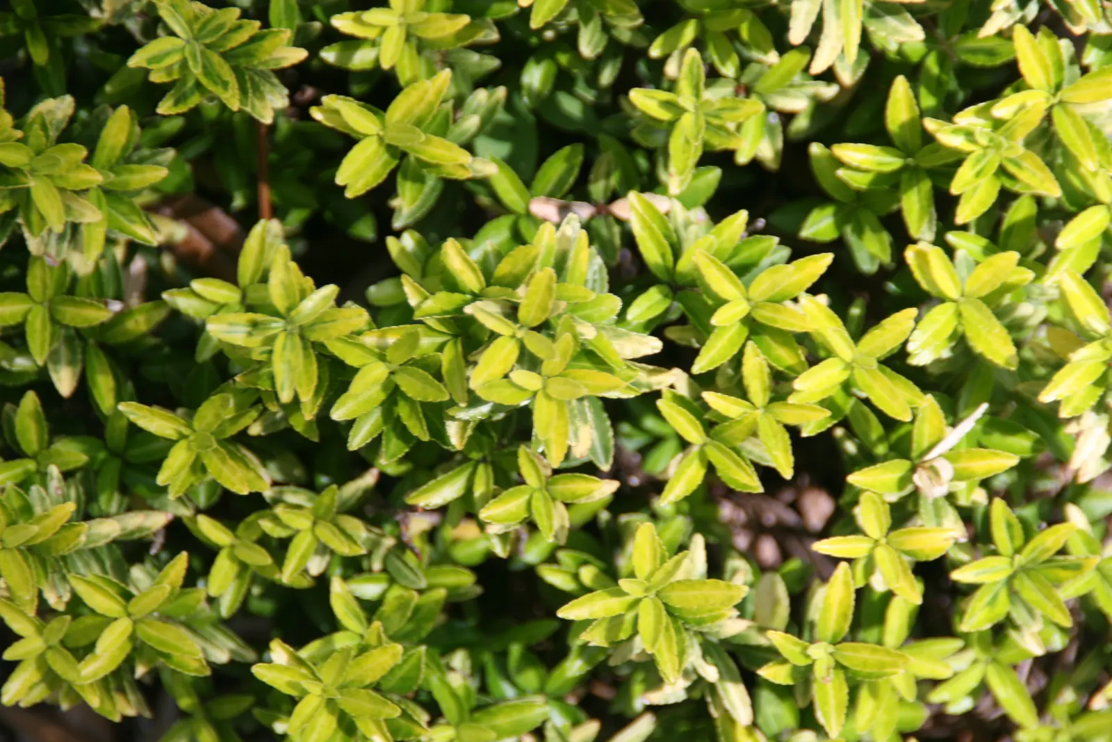 Japanese Euonymus (Euonymus Japonicus 'Grandifolia') — Its dense foliage provides year-round interest, making it a stalwart in structured landscape, image 89