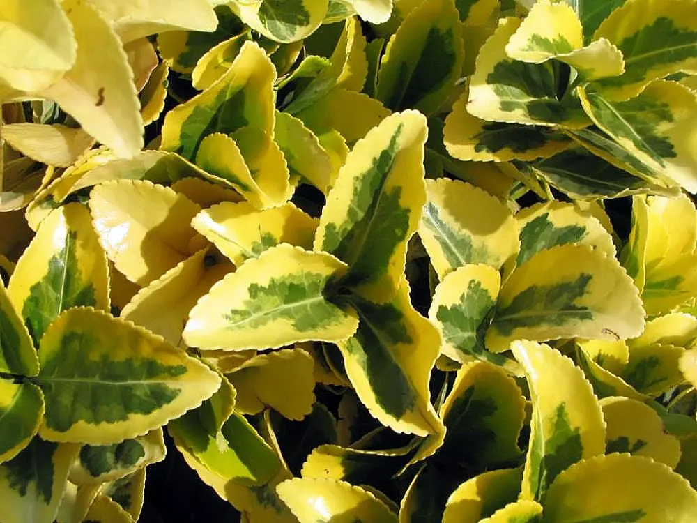 Japanese Euonymus (Euonymus Japonicus 'Grandifolia') — followed by seldom-seen pinkish fruit.<br><br>When designing your landscape; always check, image 100