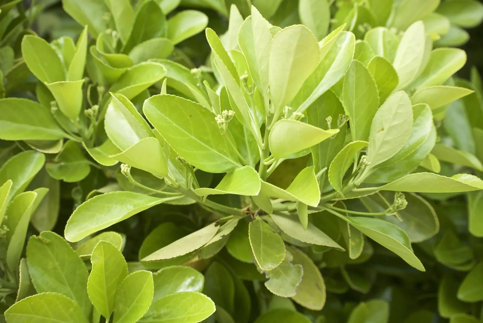 Japanese Euonymus (Euonymus Japonicus 'Grandifolia') — with each leaf measuring up to 3 inches long; it's adaptable to a wide range of well-drained, image 95