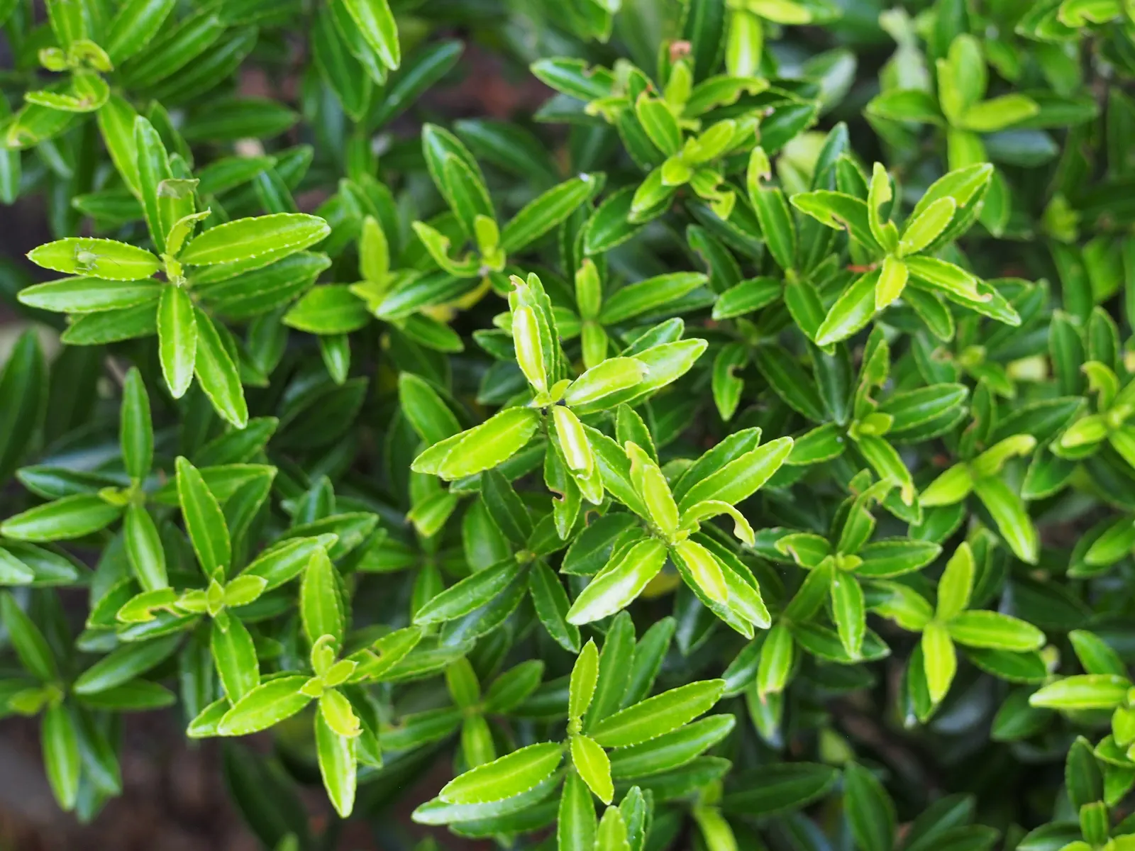 Japanese Euonymus (Euonymus Japonicus 'Grandifolia') — consider positioning the Japanese Euonymus in full sun to partial shade for optimal growth, image 101