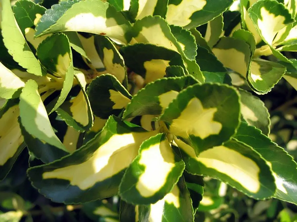 Japanese Euonymus (Euonymus Japonicus 'Grandifolia') — To maintain shape and encourage bushier growth; needing moderate watering, image 105