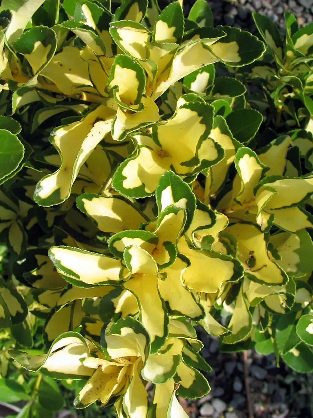 Japanese Euonymus (Euonymus Japonicus 'Grandifolia') — is an evergreen shrub prized for its lush; it's adaptable to a wide range of well-drained, image 91