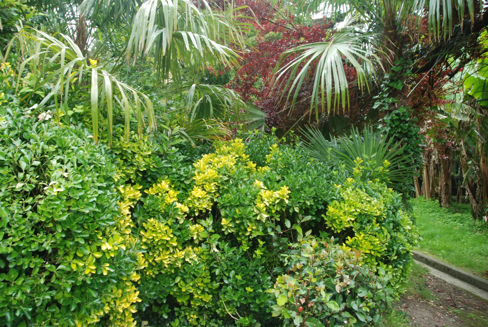 Japanese Euonymus (Euonymus Japonicus 'Grandifolia') — It's adaptable to a wide range of well-drained soils