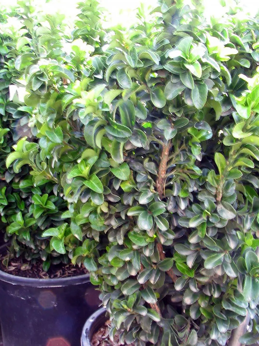 Japanese Euonymus (Euonymus Japonicus 'Grandifolia') — *Euonymus japonicus* can be invasive; it's adaptable to a wide range of well-drained soils, image 107