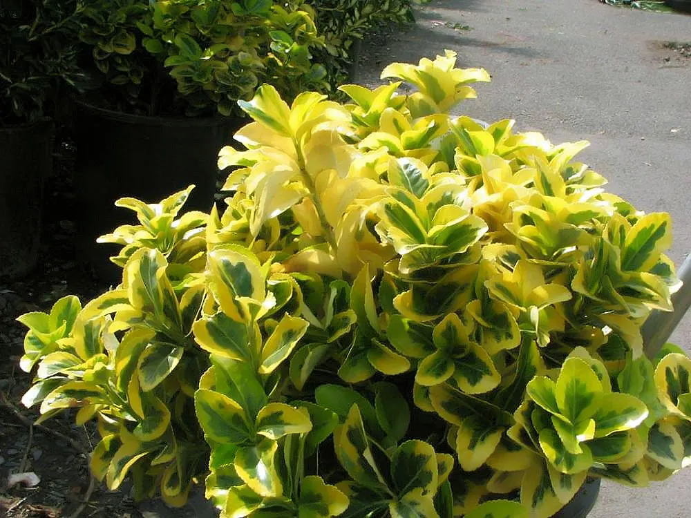 Japanese Euonymus (Euonymus Japonicus 'Grandifolia') — The Japanese Euonymus 'Grandifolia' is a robust evergreen shrub, flourishing with large, image 113