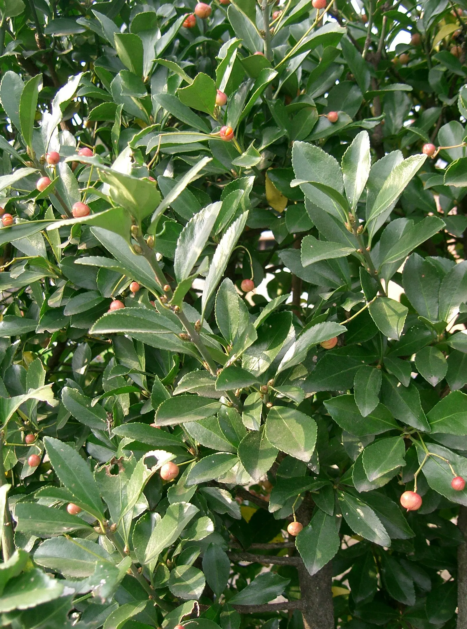 Japanese Euonymus (Euonymus Japonicus 'Grandifolia') — *Euonymus japonicus* can be invasive