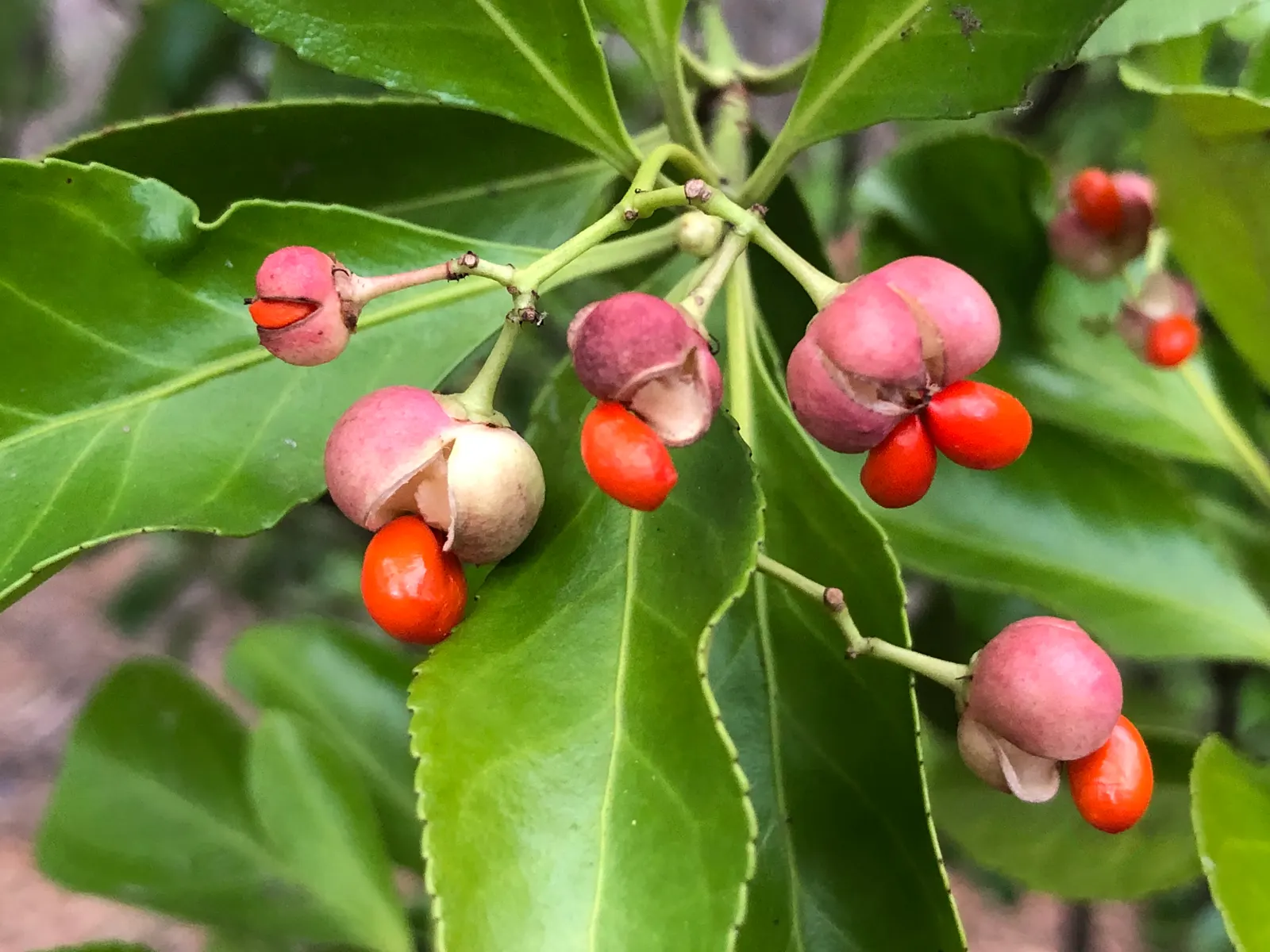Japanese Euonymus (Euonymus Japonicus 'Grandifolia') — Always check with local guidelines before incorporating this species into your garden, image 109