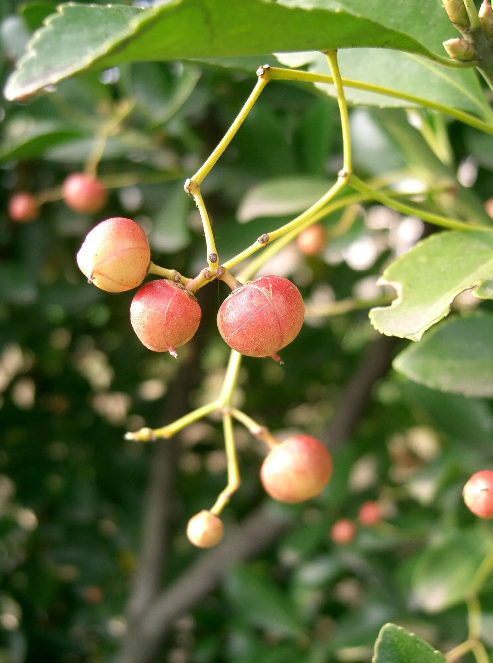 Japanese Euonymus (Euonymus Japonicus 'Grandifolia') — Ideal for hedges or topiary, it reaches a height of 6-8 feet and a spread of 4-6 feet; with, image 114