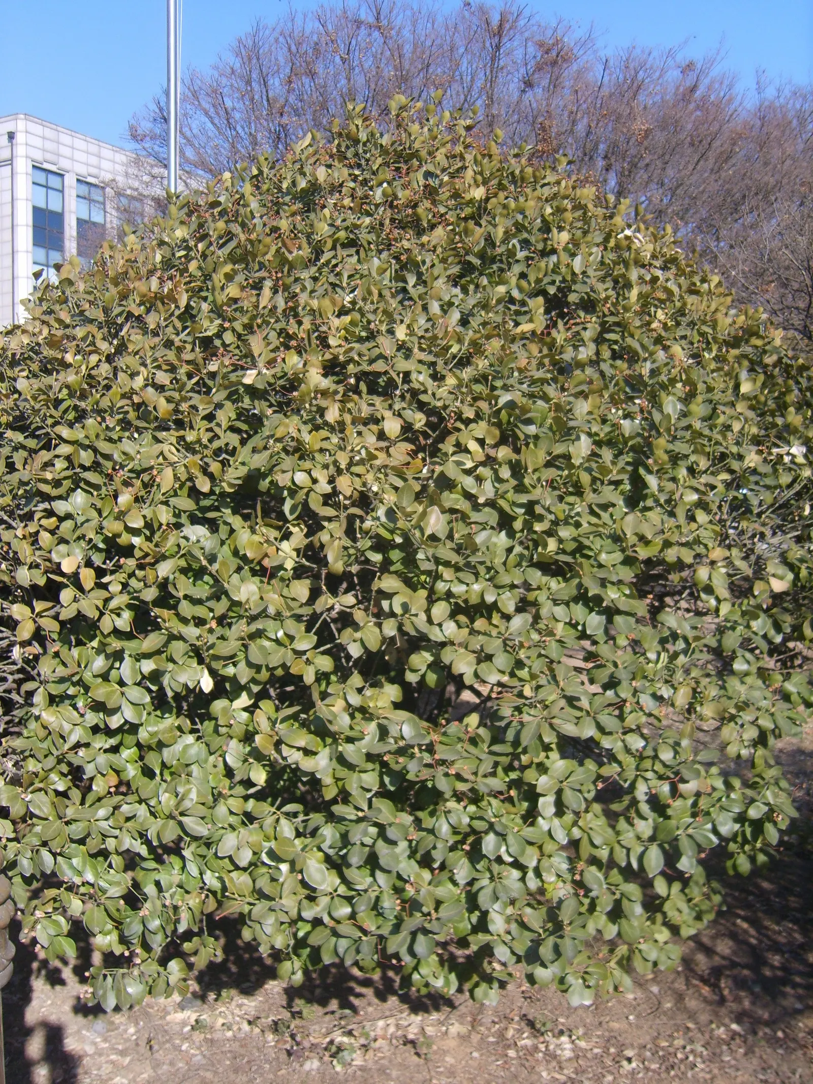 Japanese Euonymus (Euonymus Japonicus 'Grandifolia') — needing moderate watering; always check with local guidelines before incorporating this, image 88