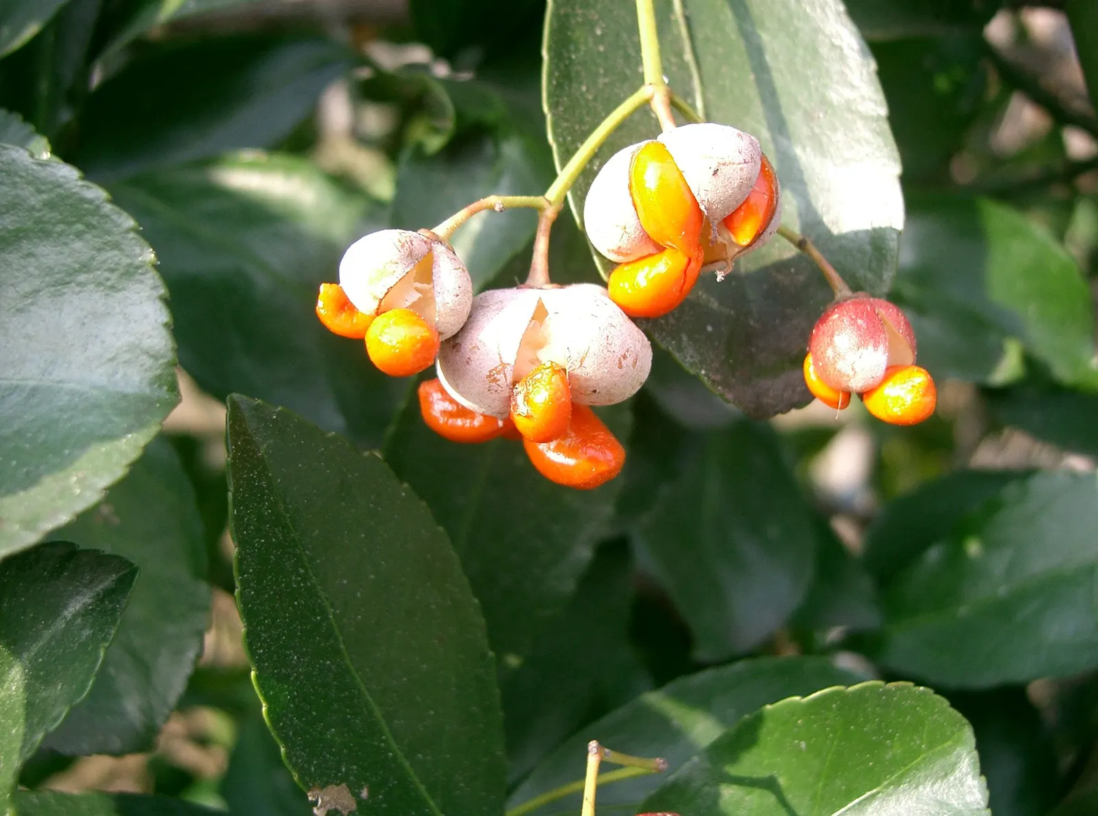 Japanese Euonymus (Euonymus Japonicus 'Grandifolia') — shrub with yellow blooms; it's adaptable to a wide range of well-drained soils, image 111