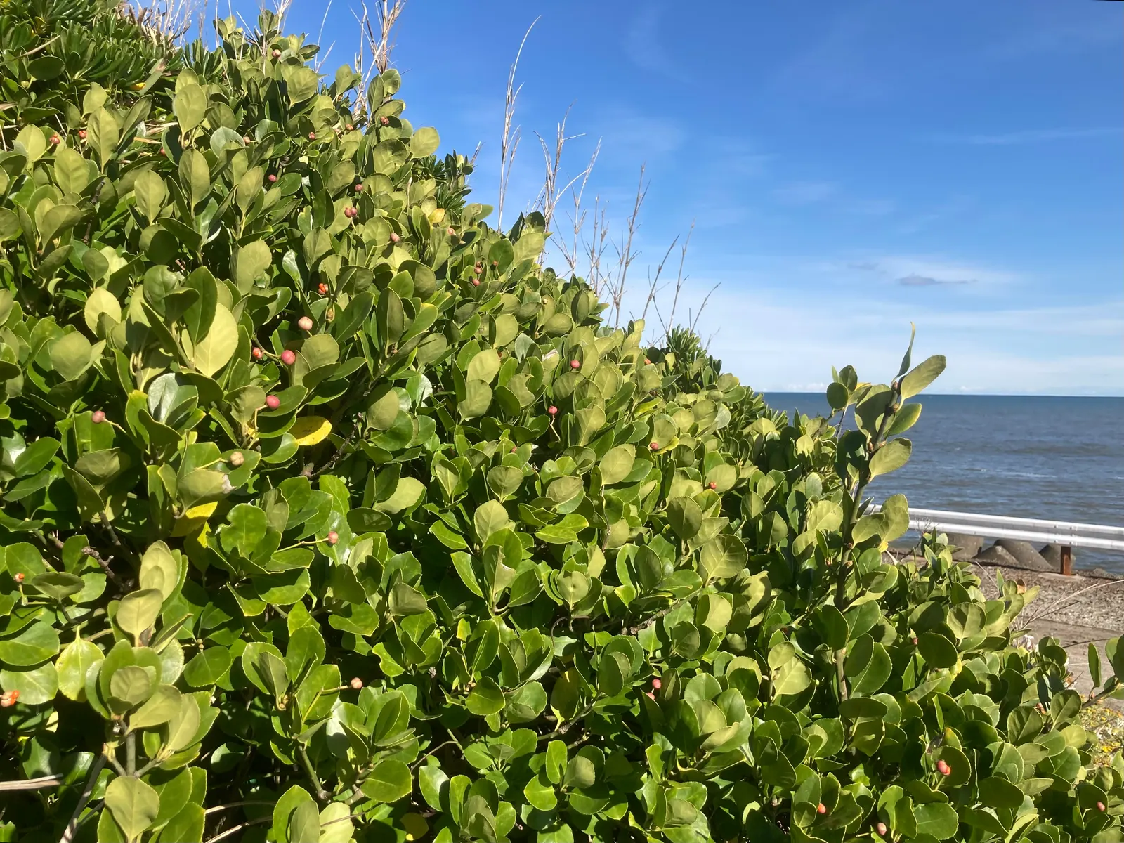 Japanese Euonymus (Euonymus Japonicus 'Grandifolia') — trim the shrub in late winter or early spring.<br><br>Be mindful that in some regions; with, image 106