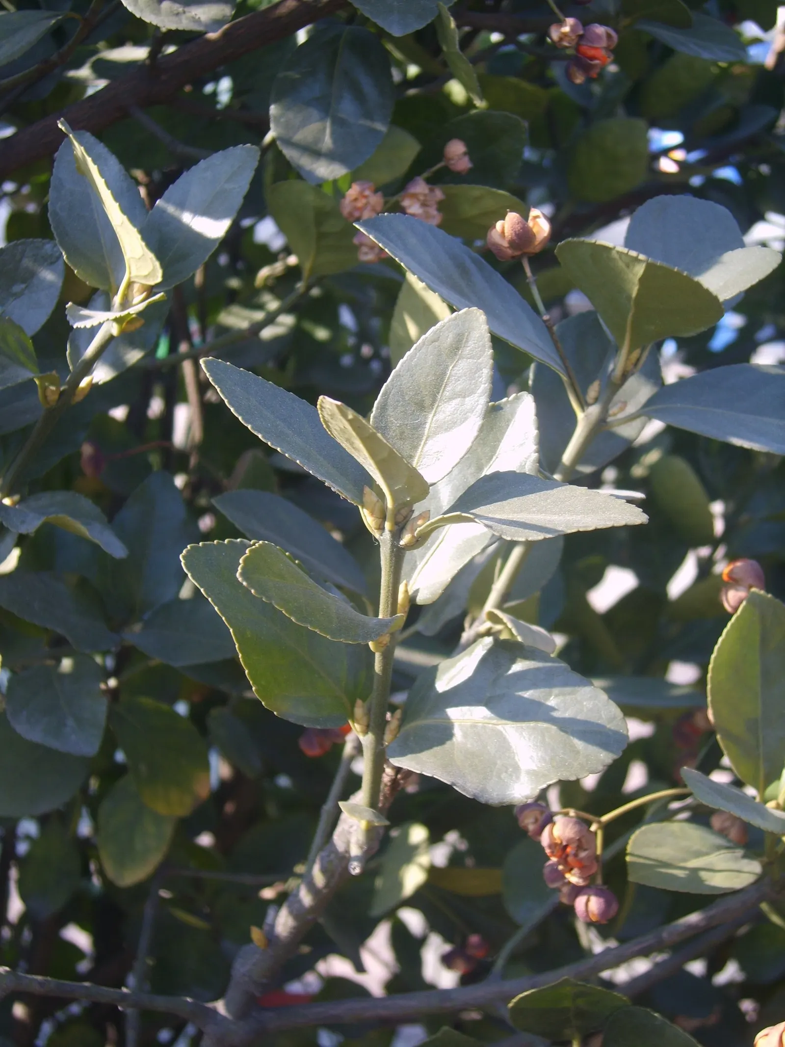 Japanese Euonymus (Euonymus Japonicus 'Grandifolia') — this hardy cultivar can reach an impressive height of 10 to 15 feet and a width of 5 to 6, image 94